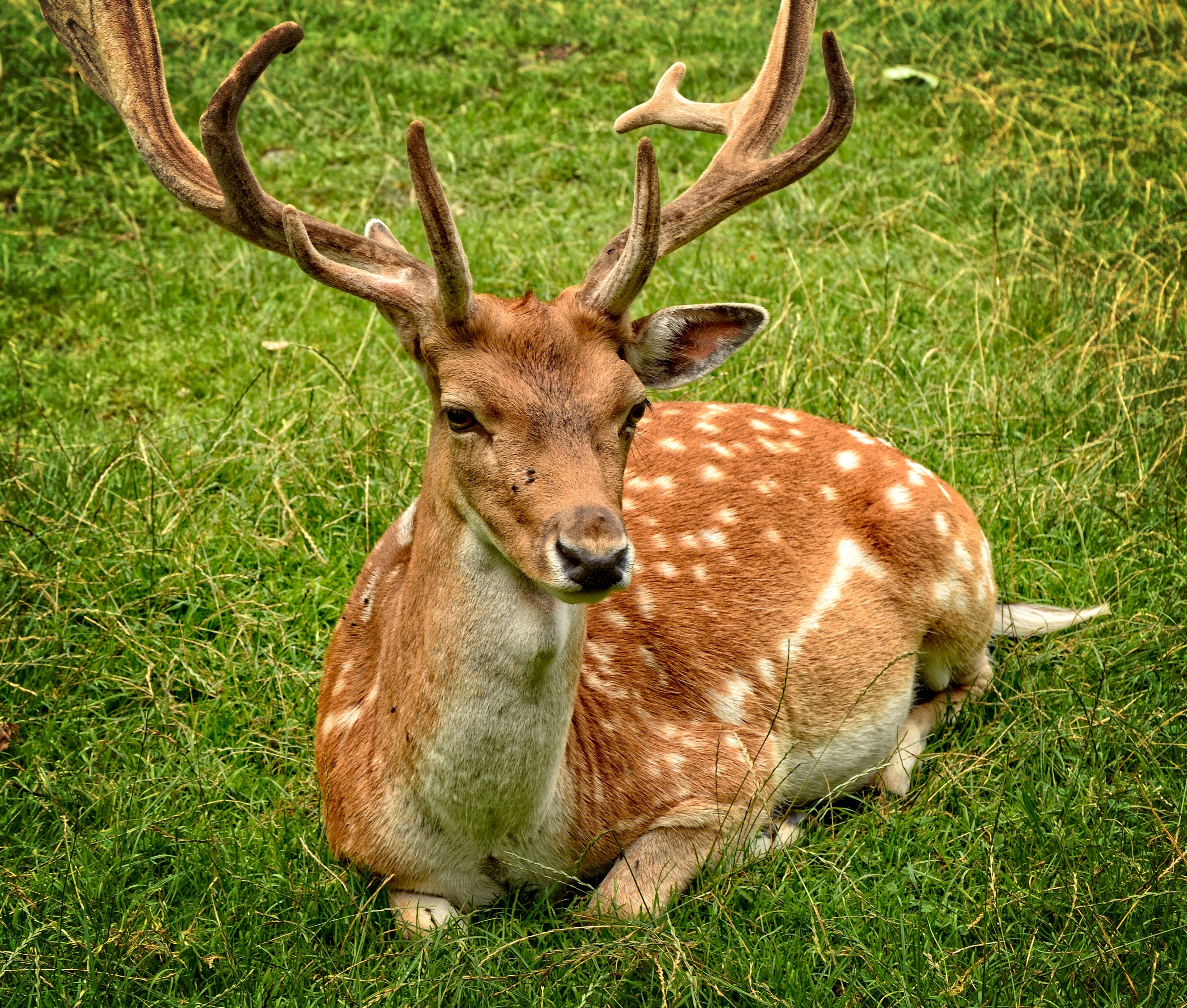 antler antler carrier fallow deer hirsch dama dama 4k, HD Wallpaper