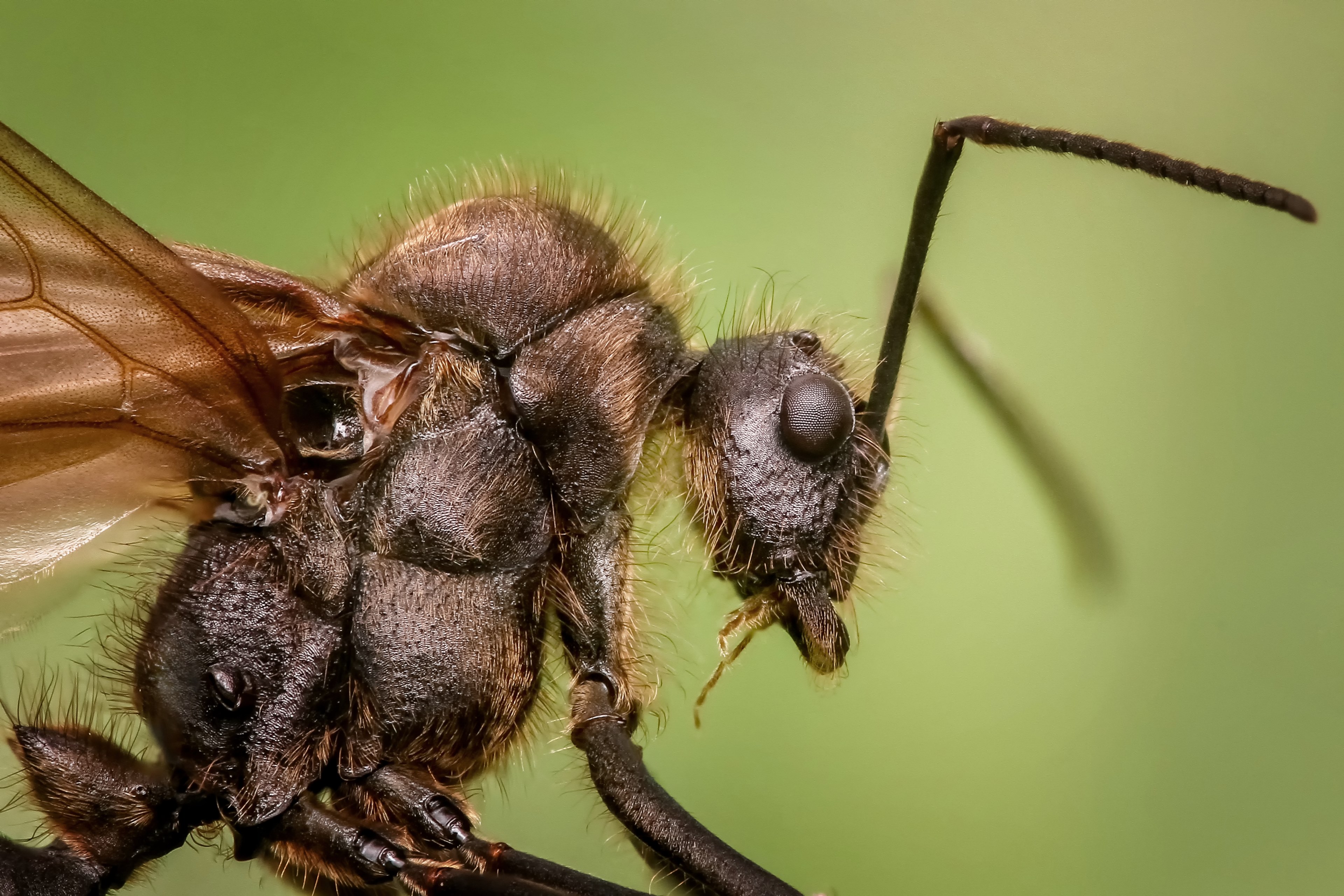 ant macro animal insects small magnification 4k, HD Wallpaper