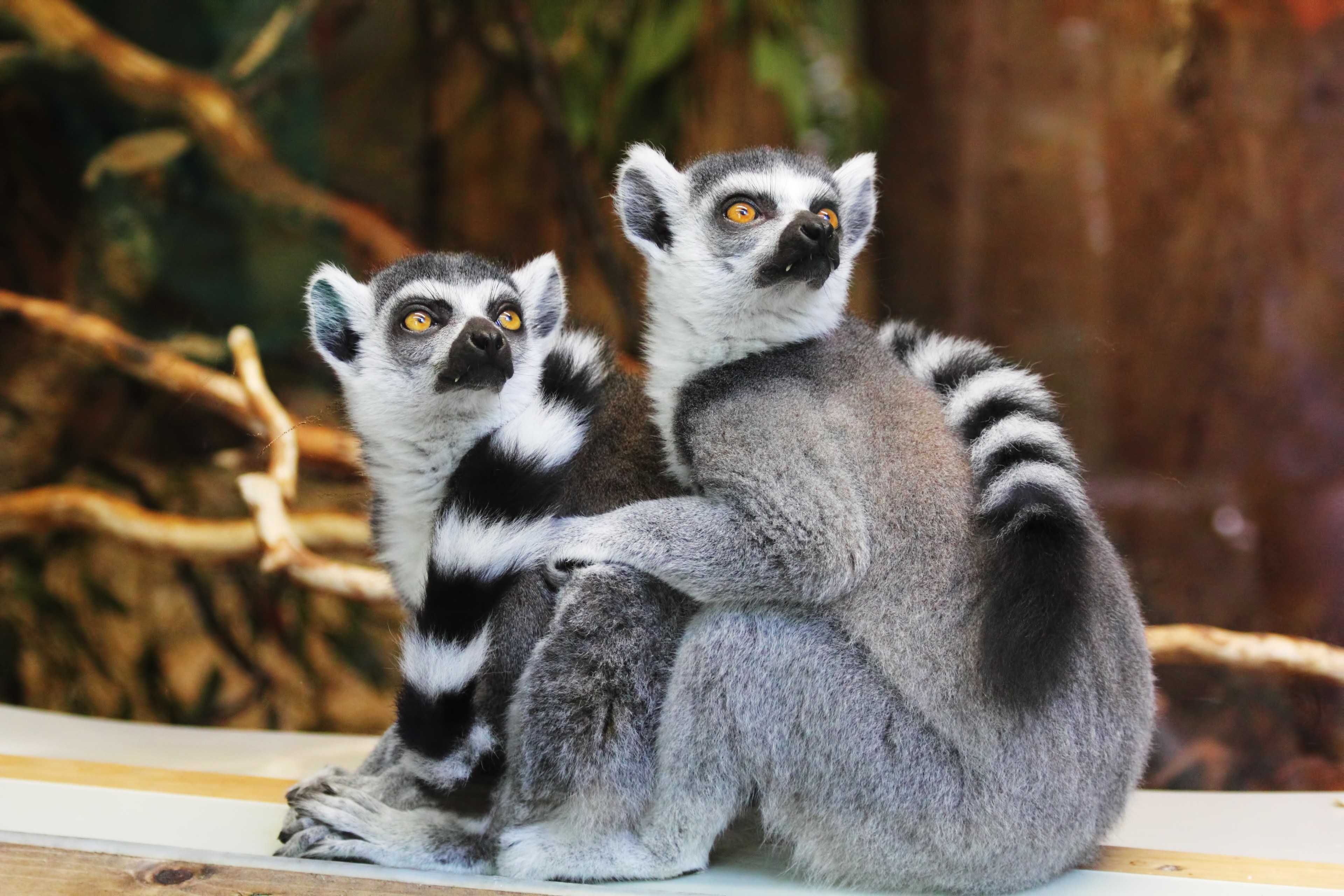 animals lemurs wild nature wildlife zoo monkey 4k, HD Wallpaper