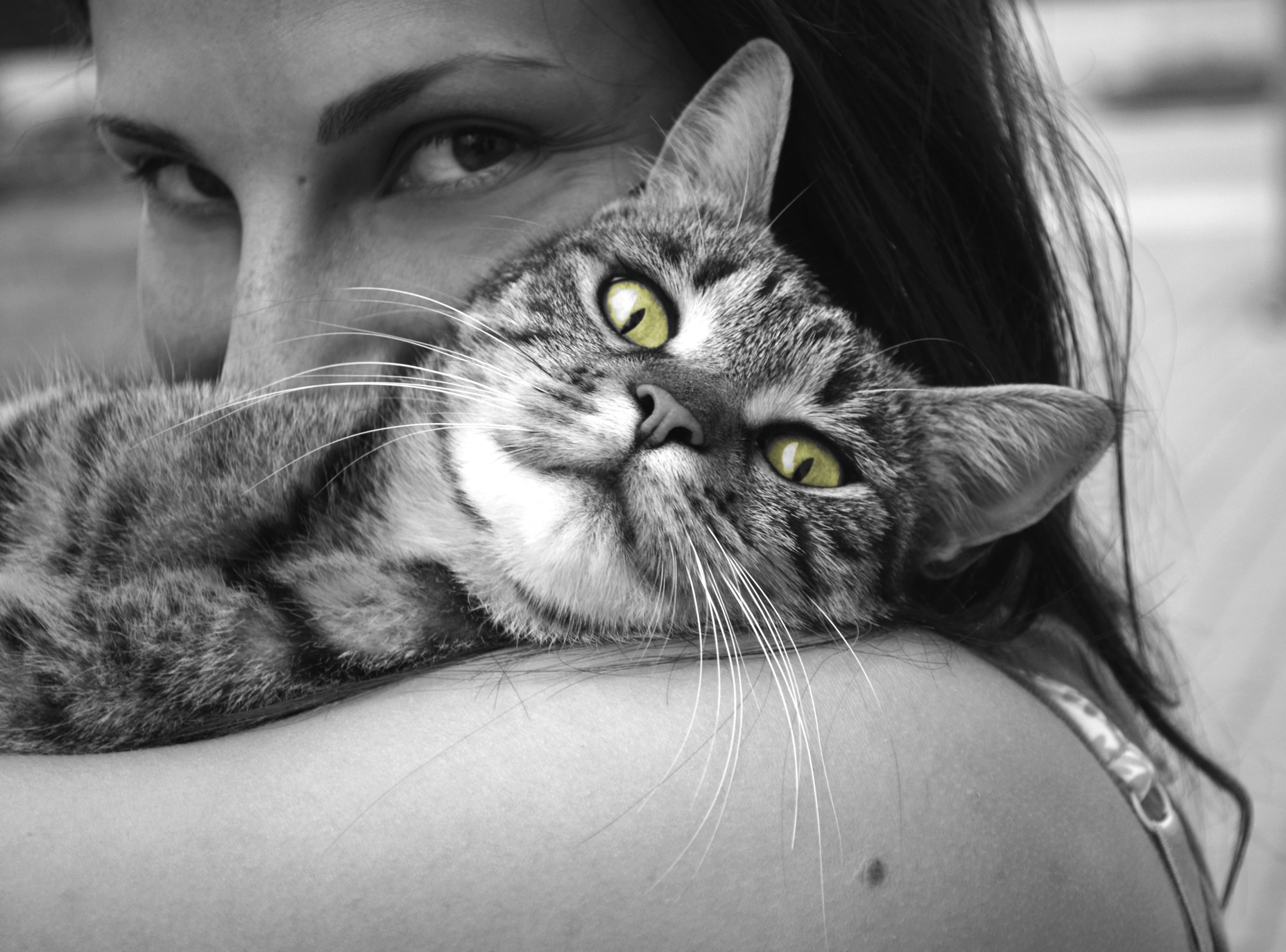 animals cat girl happiness emotions hug pet 4k, HD Wallpaper