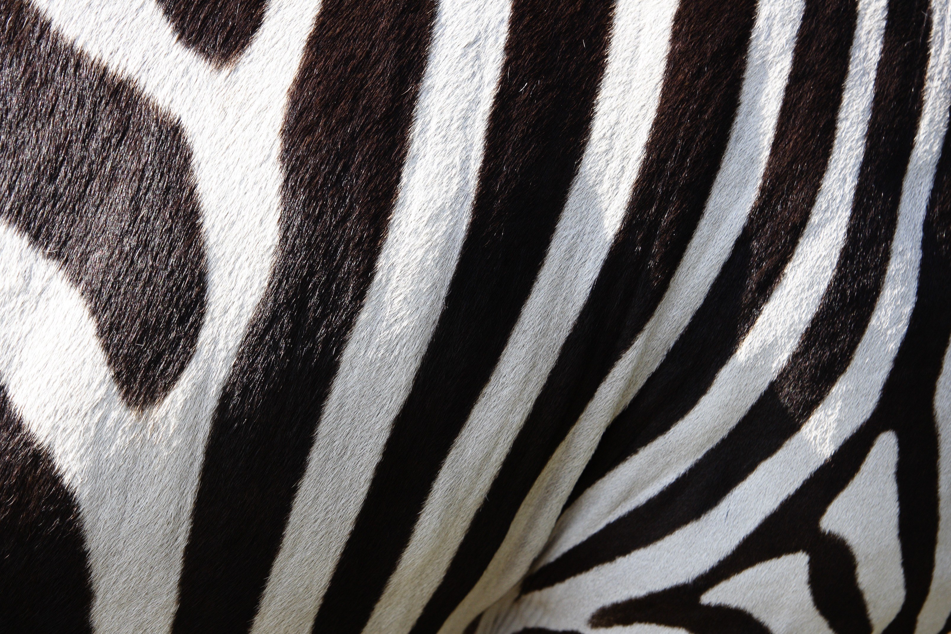 animals zebra zebra crossing stripes 4k, HD Wallpaper