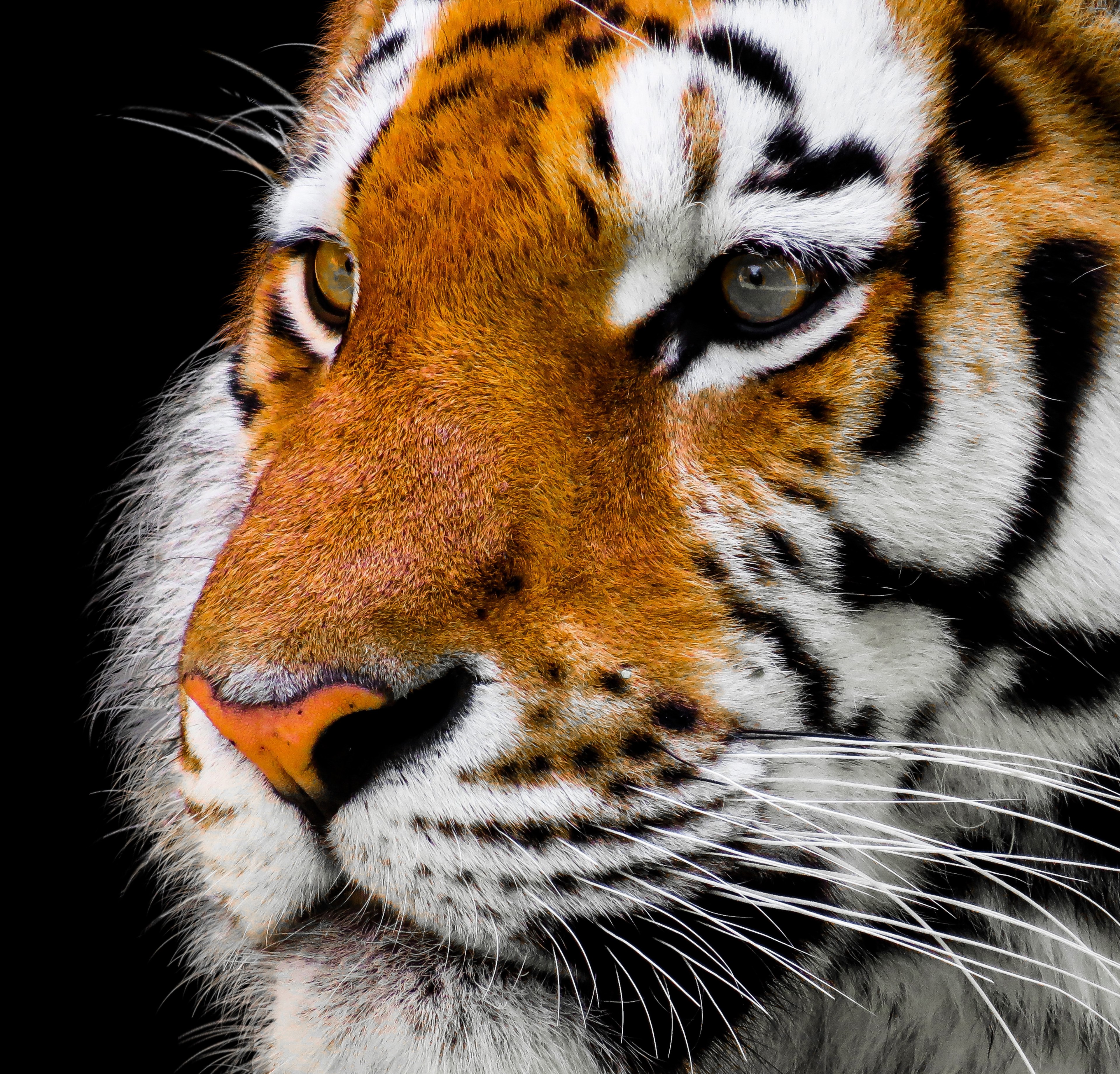 animal tiger cat amurtiger predator dangerous 4k, HD Wallpaper