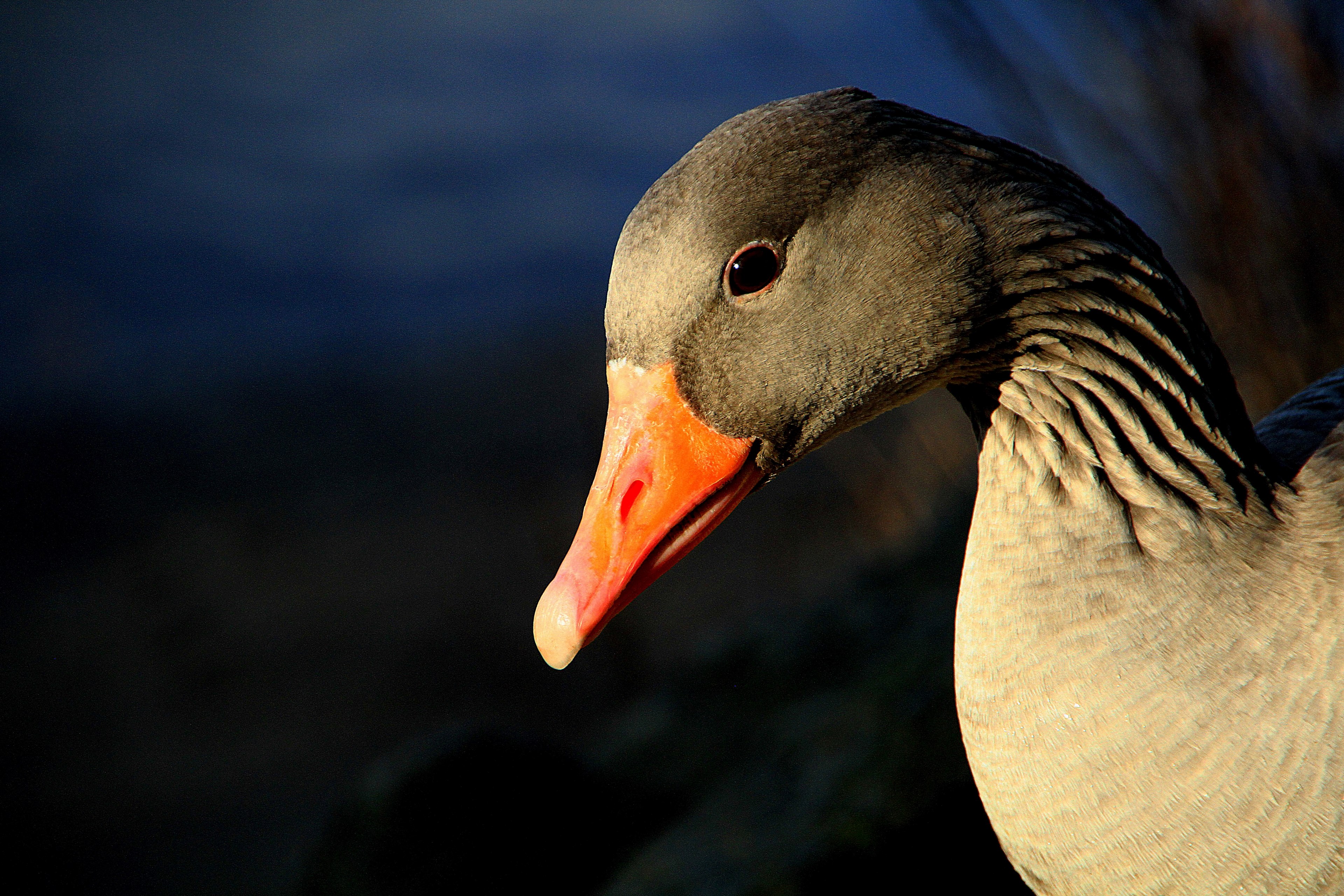 animal gander greylag goose geese bill 4k, HD Wallpaper