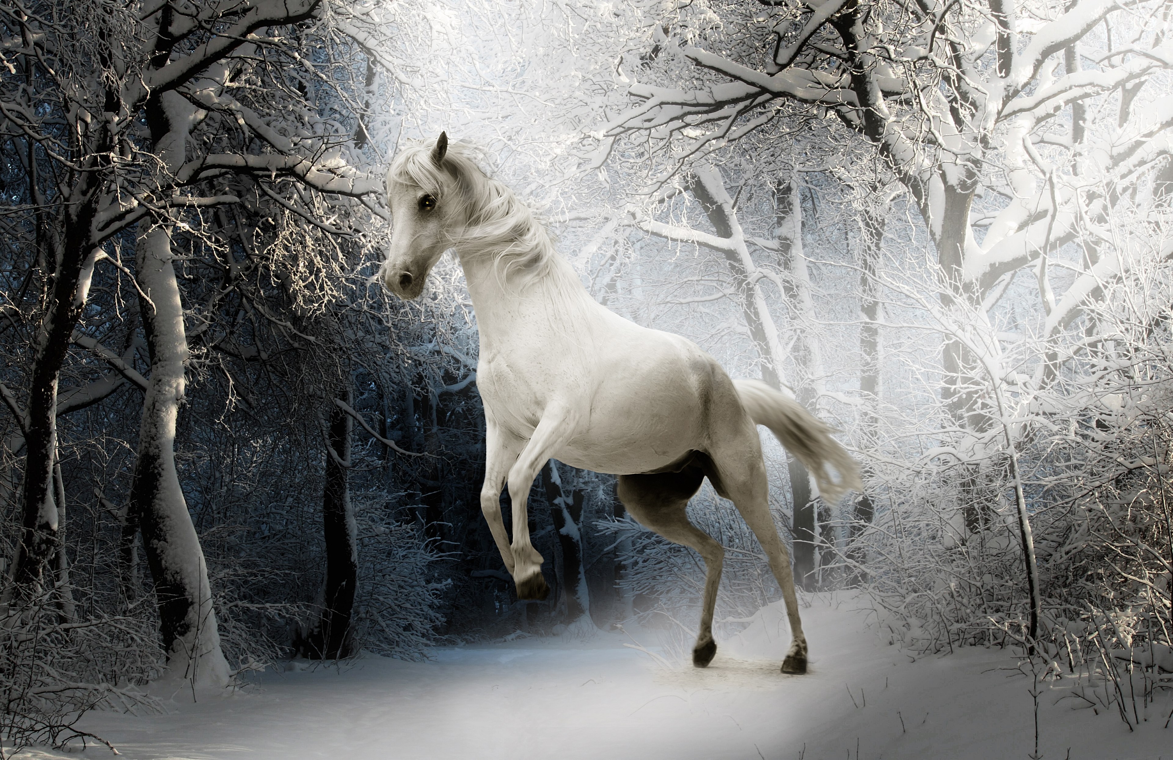 animal horse nature mammal white ride mare eyes 4k, HD Wallpaper
