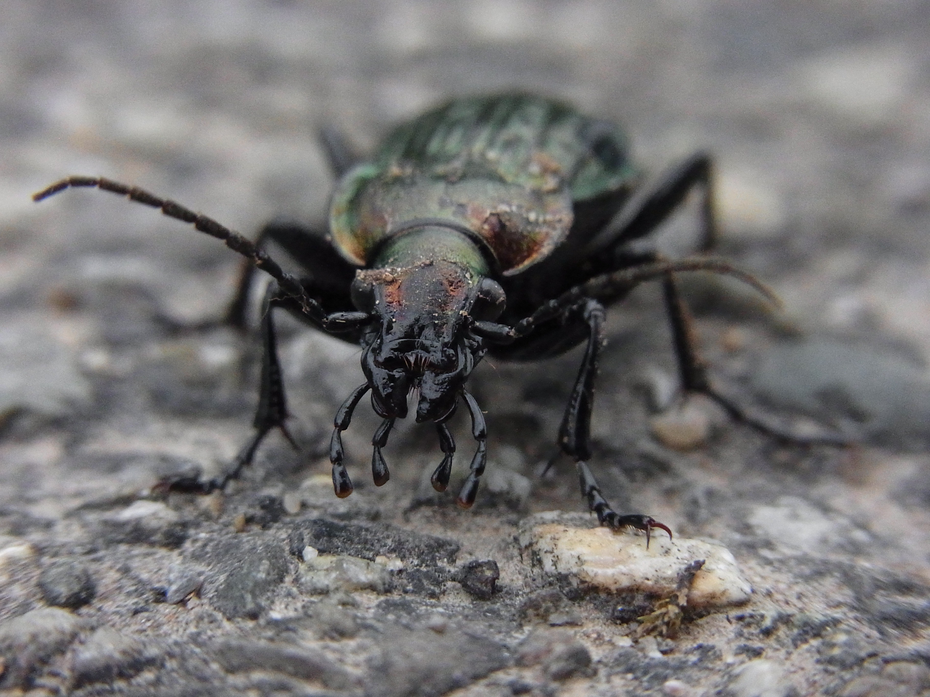 animal insect beetle ground beetles nature macro 4k, HD Wallpaper