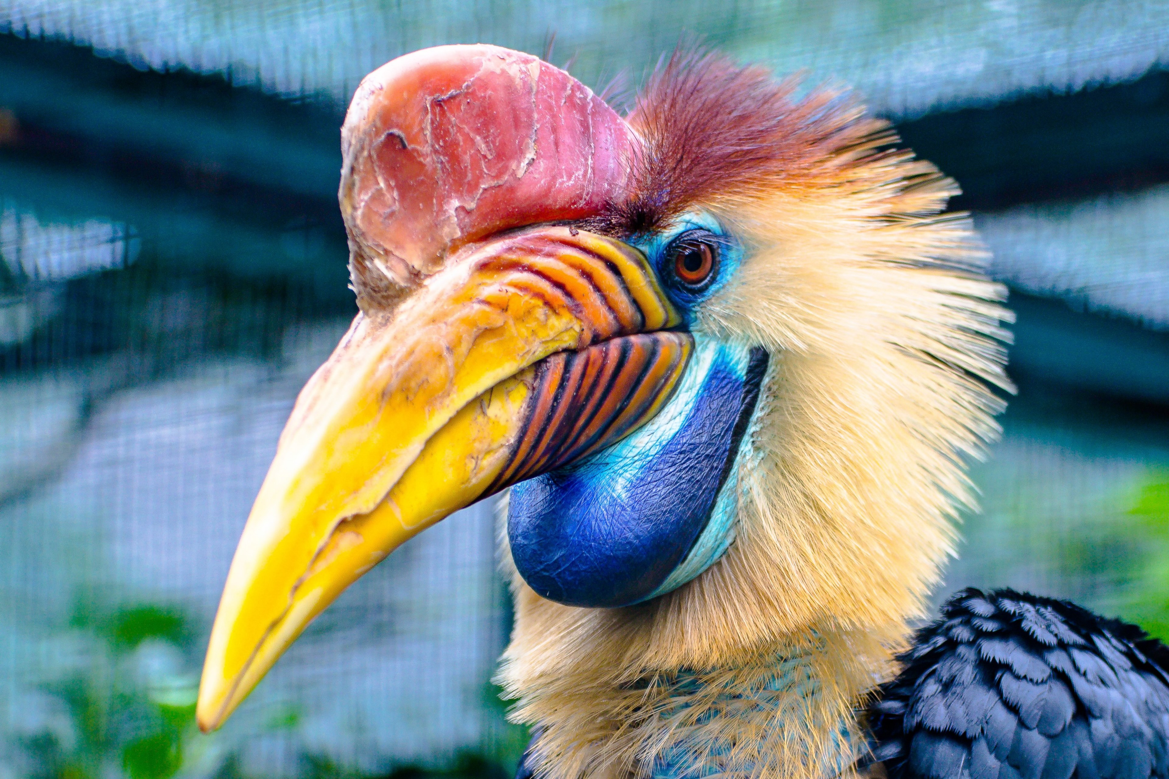animal bird hornbill helmet hornbill 4k, HD Wallpaper