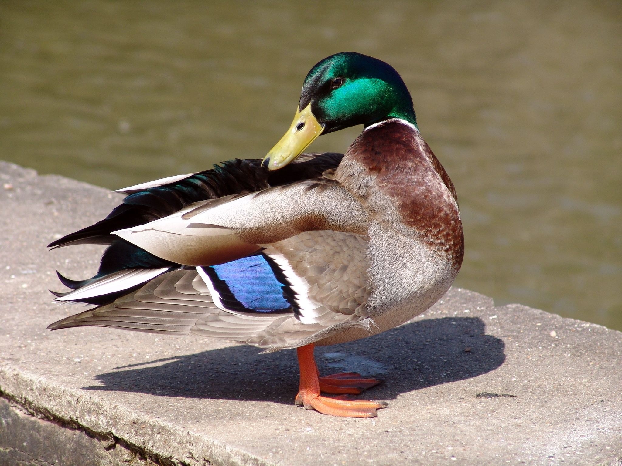animal bird duck poultry 4k, HD Wallpaper