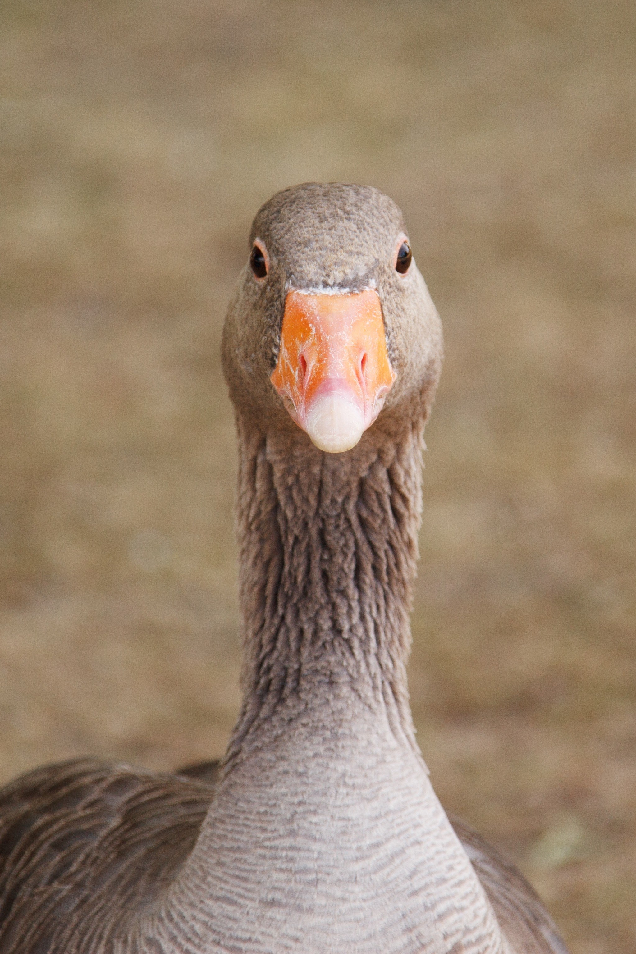 animal beak bird eye farm feather goose head 4k, Phone HD Wallpaper