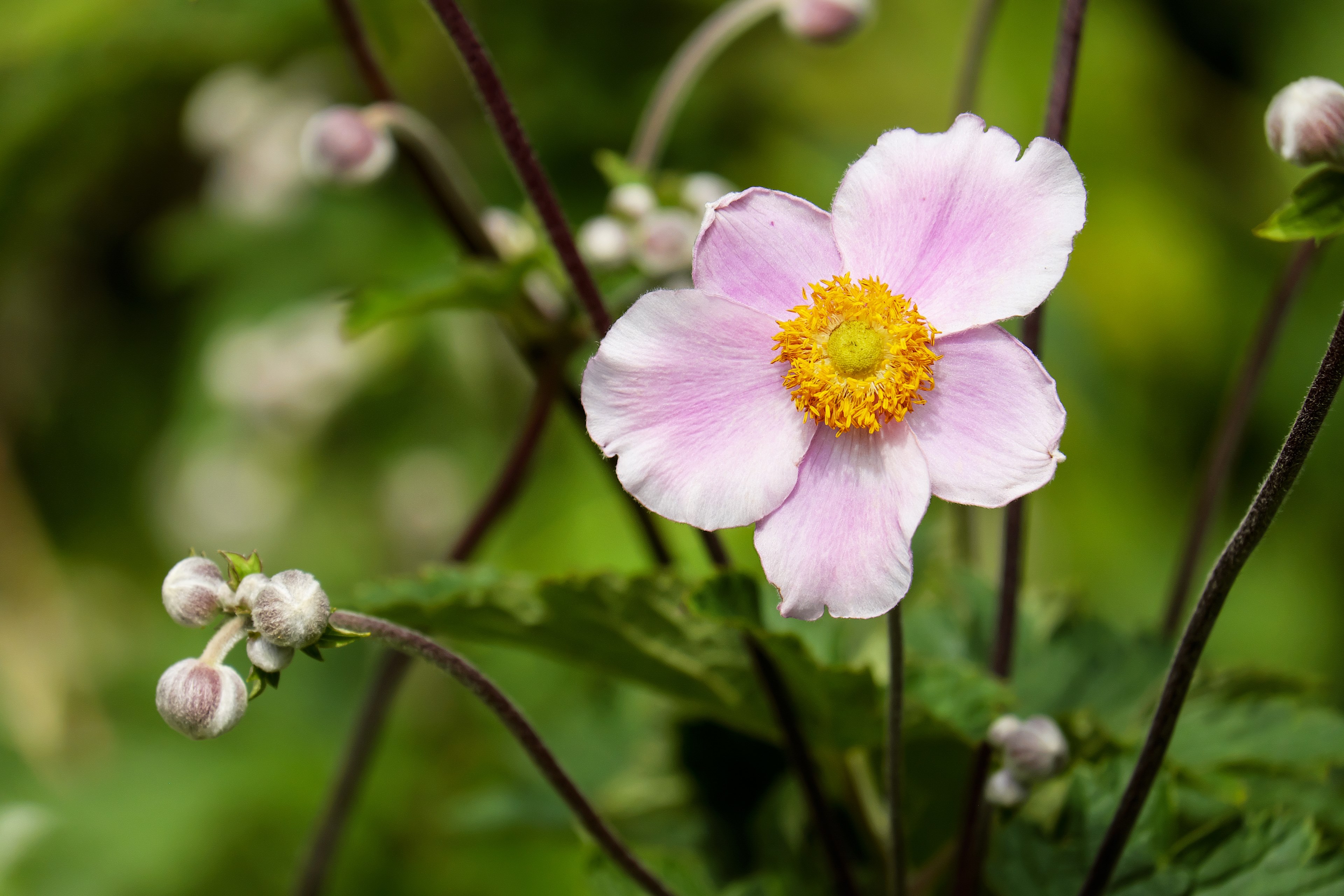 anemone flower blossom bloom flowers pink nature 4k, HD Wallpaper