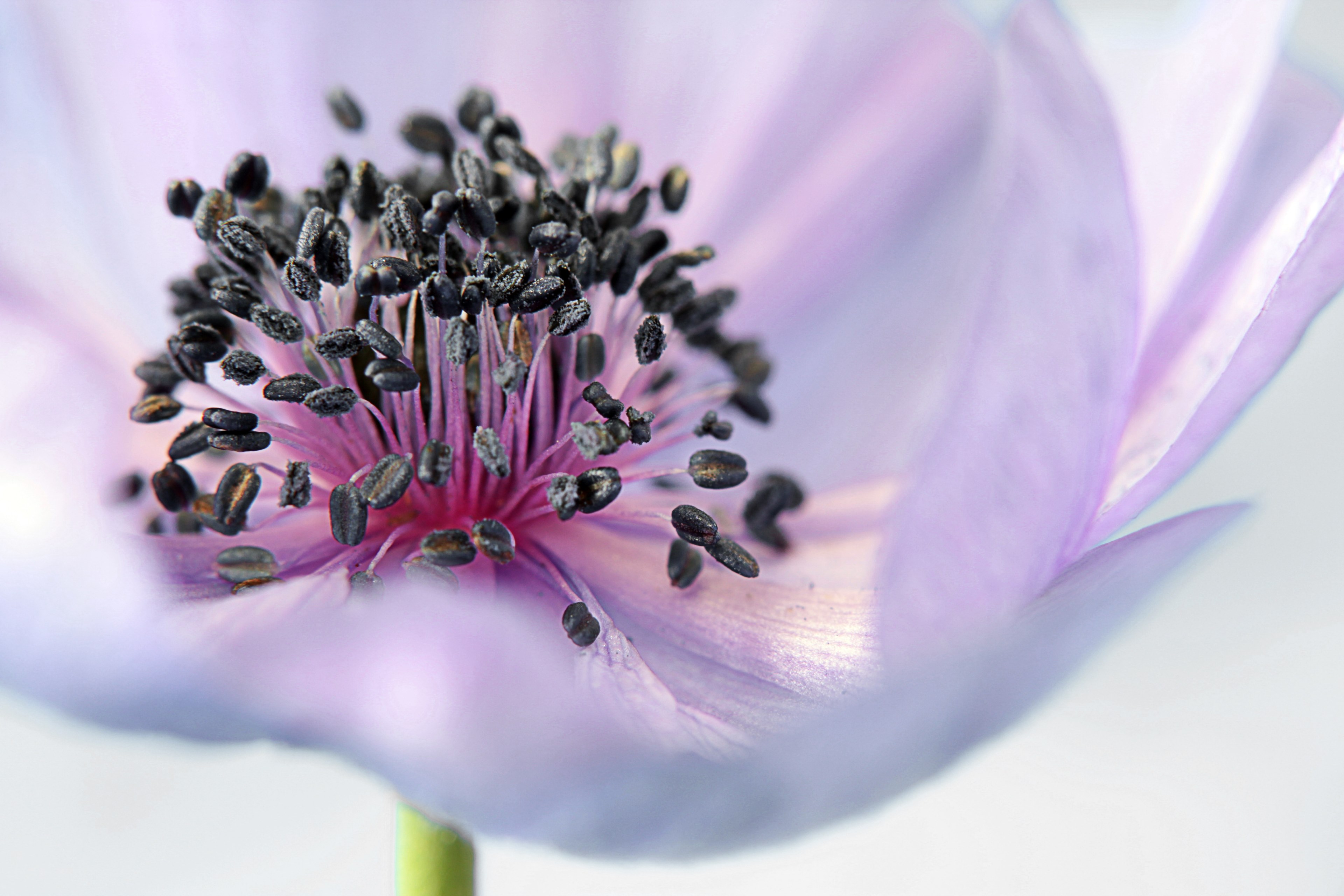 anemone flower blossom bloom flowers purple 4k, HD Wallpaper