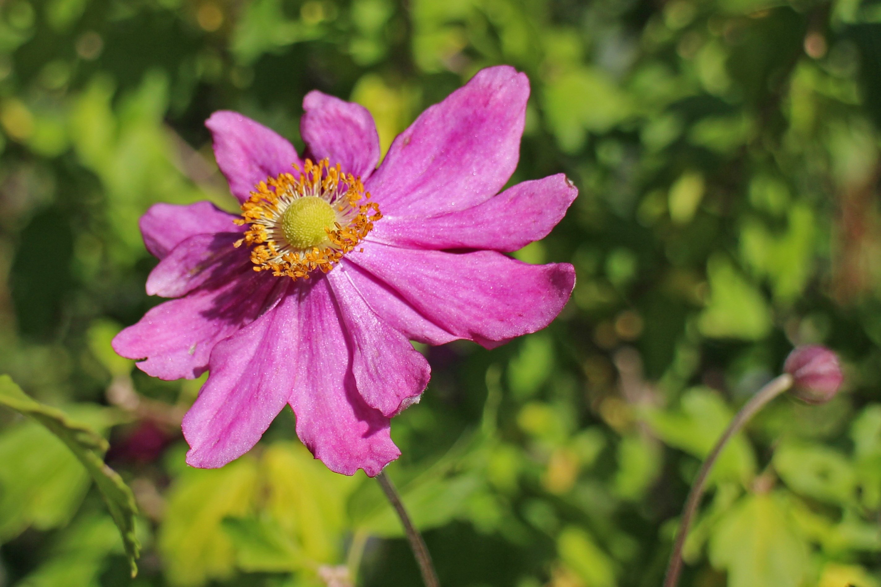 anemone fall anemone garden plant bloom autumn 4k, HD Wallpaper