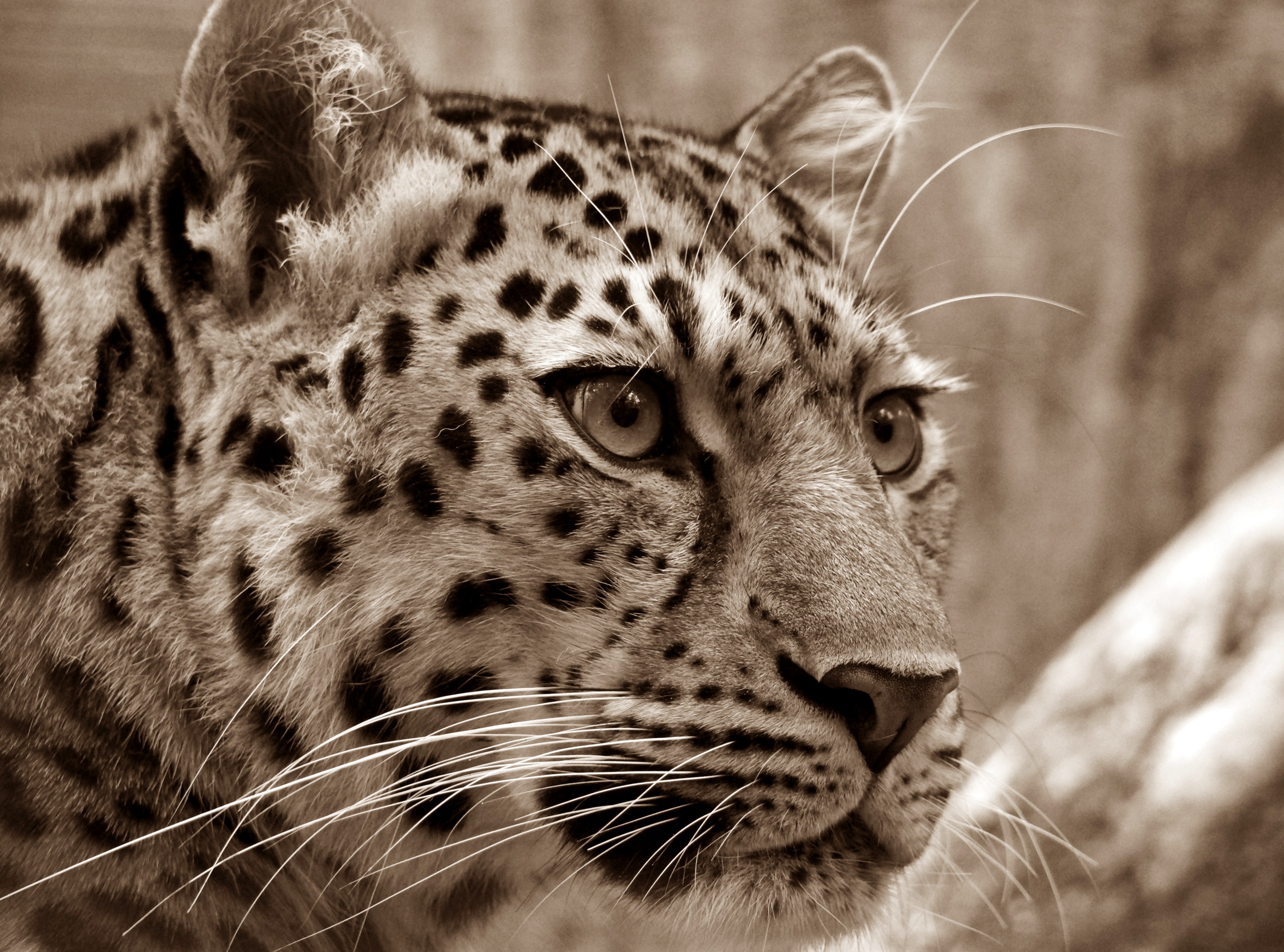 amur leopard sepia close cats eyes wild animal 4k, HD Wallpaper
