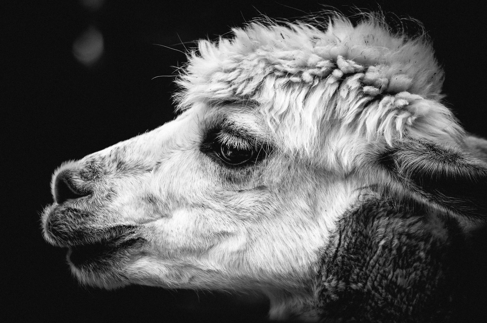 alpaca pako andes animal wool mammal animal world 4k, HD Wallpaper