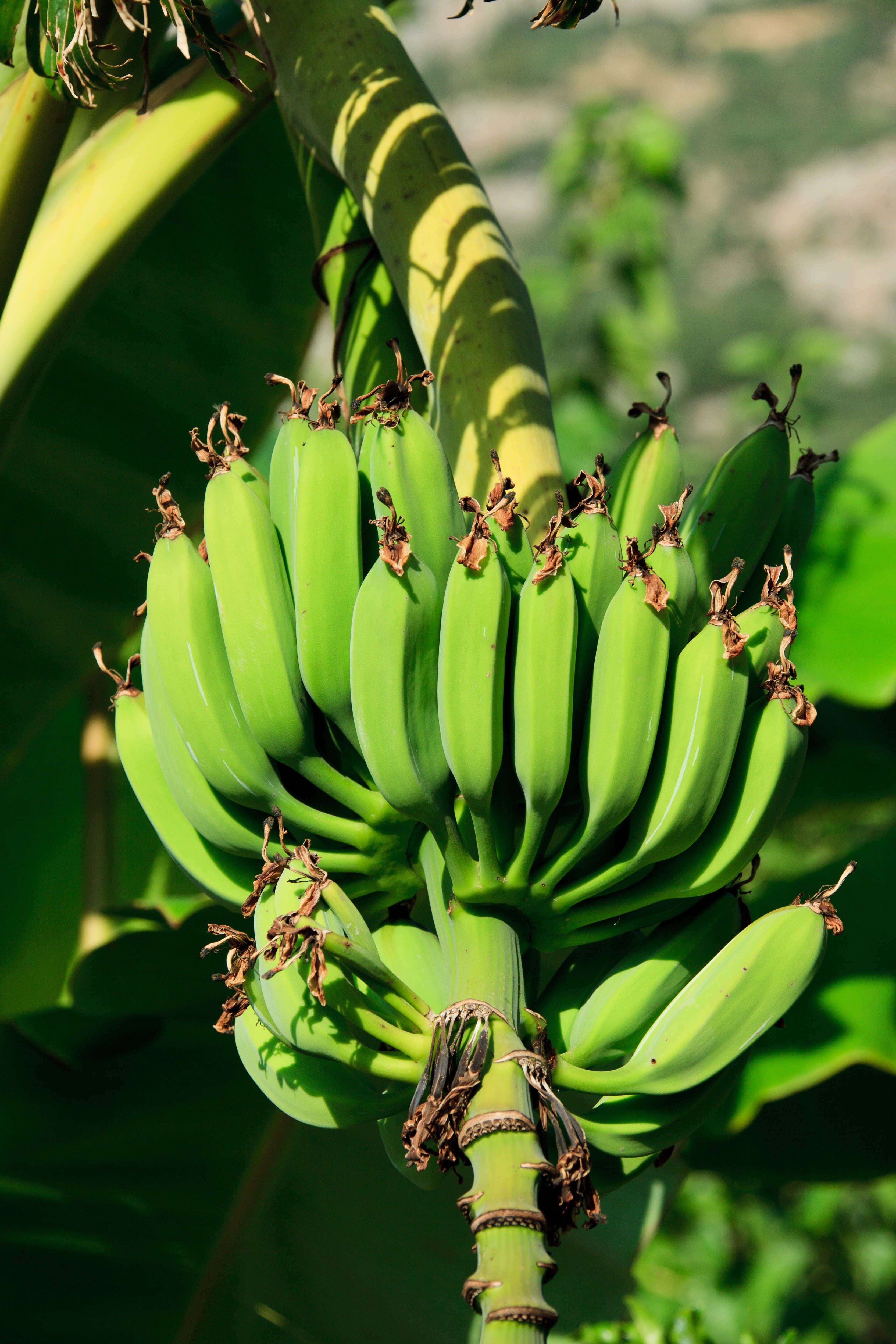 agriculture banana branch bunch food fresh fruit 4k, Phone HD Wallpaper