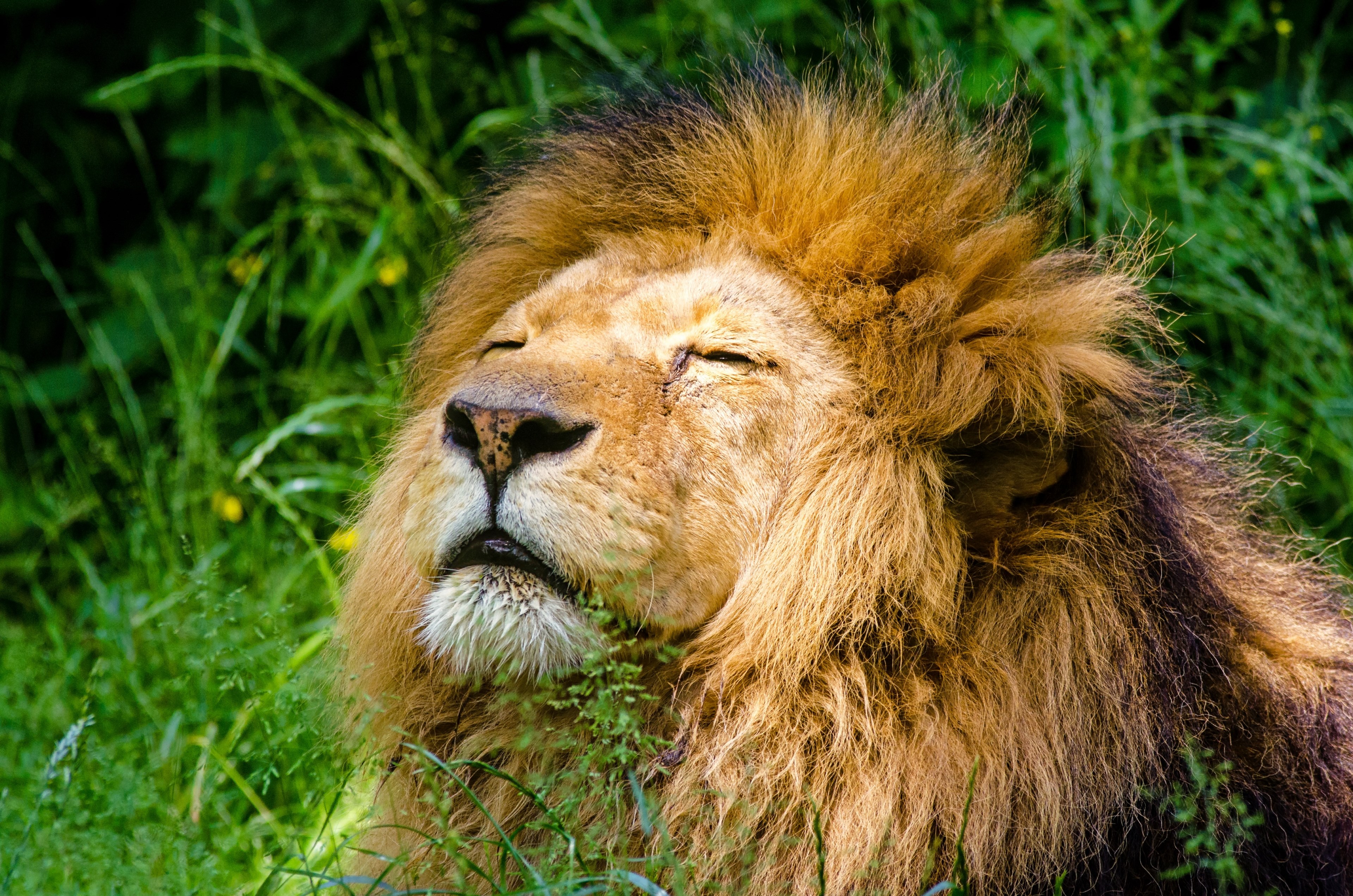 african lion lion male mane lazy cat animal 4k, HD Wallpaper