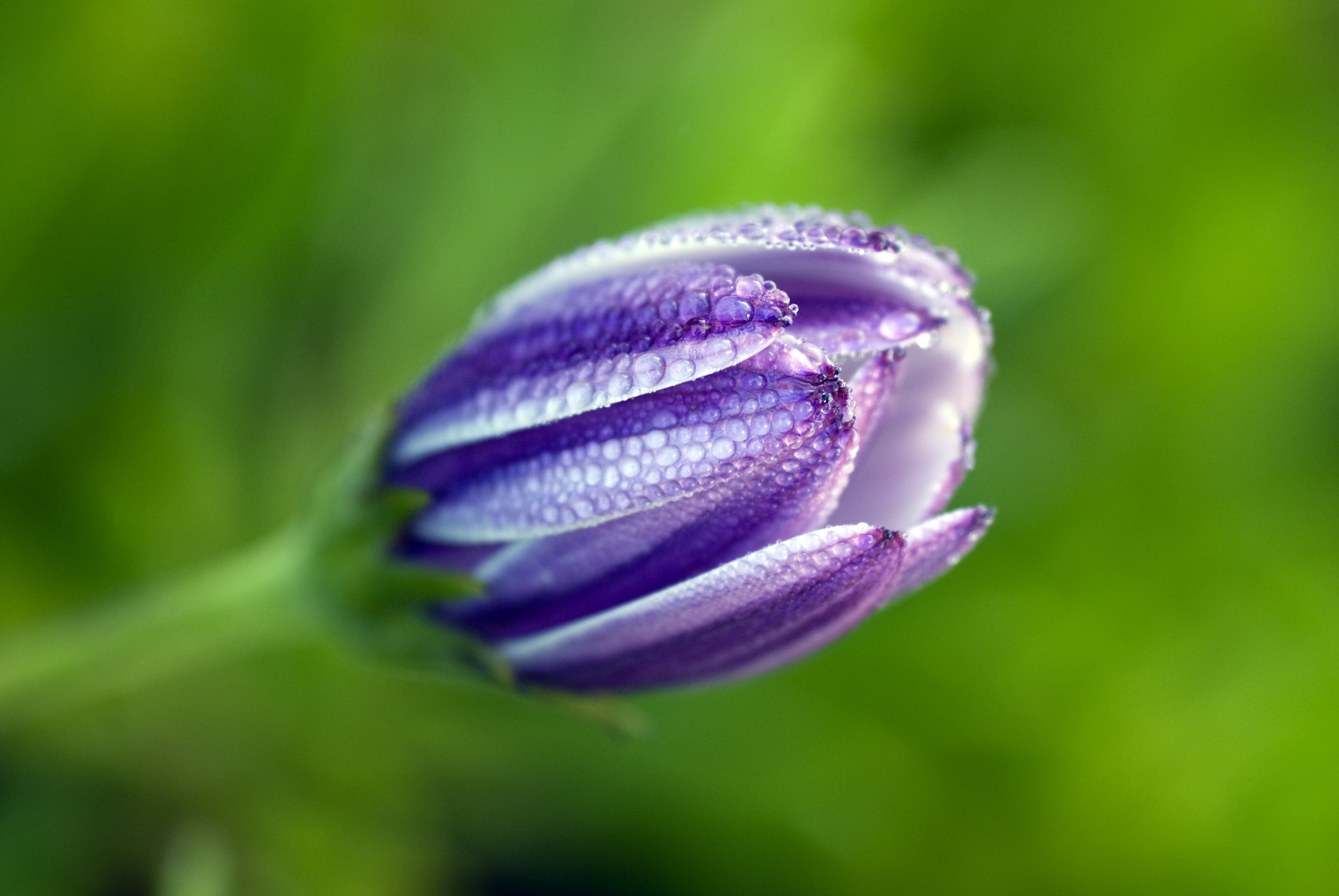 african daisy osteospermum calenduleae asteraceae 4k, HD Wallpaper
