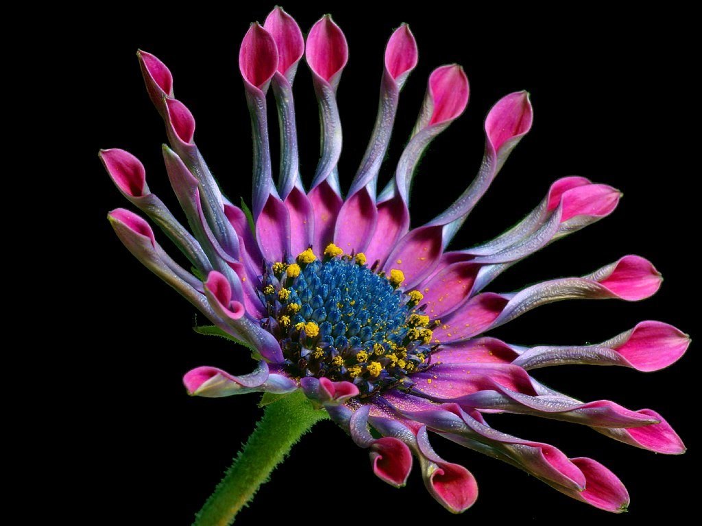 african daisy flower nature flora beautiful color 4k, HD Wallpaper