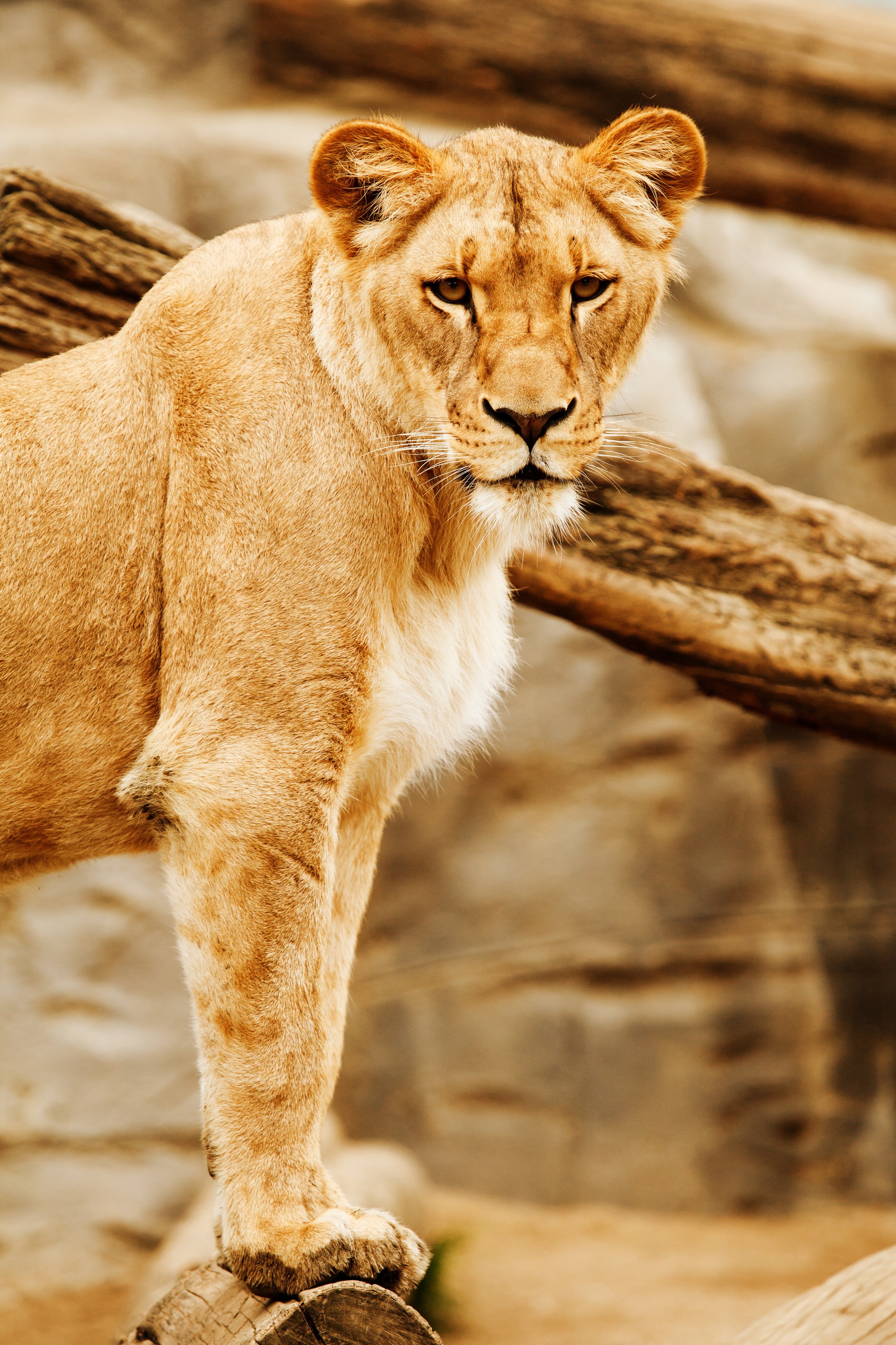africa animal big carnivore cat eyes head lion 4k, Phone HD Wallpaper