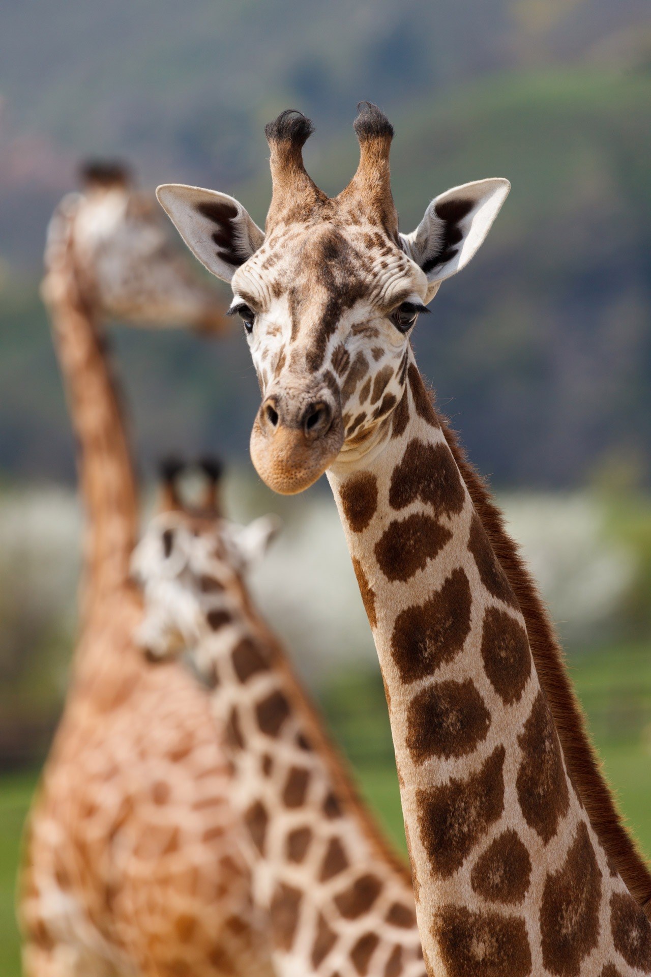 africa african animal big brown cute ears face 4k, Phone HD Wallpaper