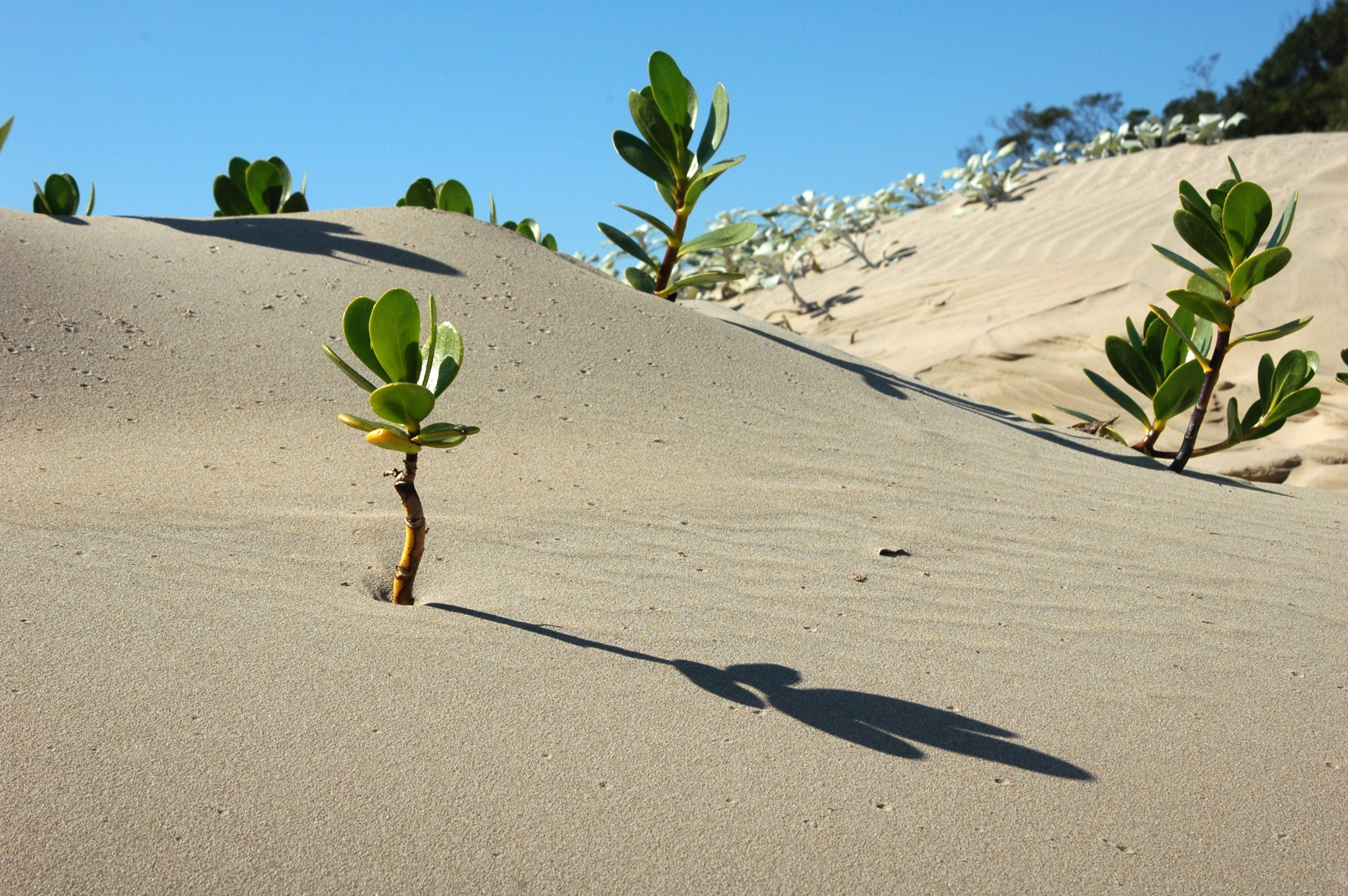 africa landscape desert scenery nature dry sand 4k, HD Wallpaper