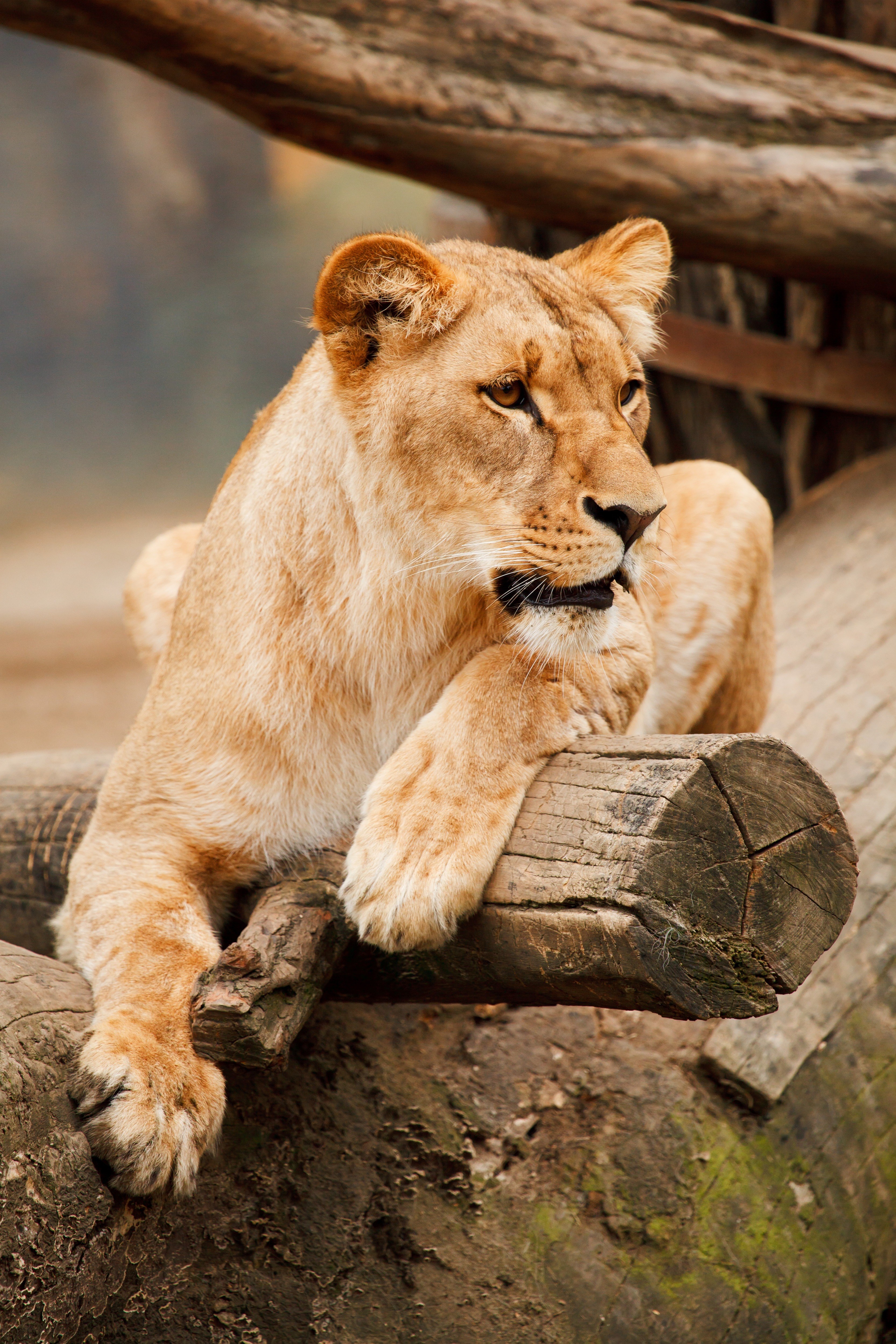 africa animal big brown carnivore cat eye face 4k, Phone HD Wallpaper