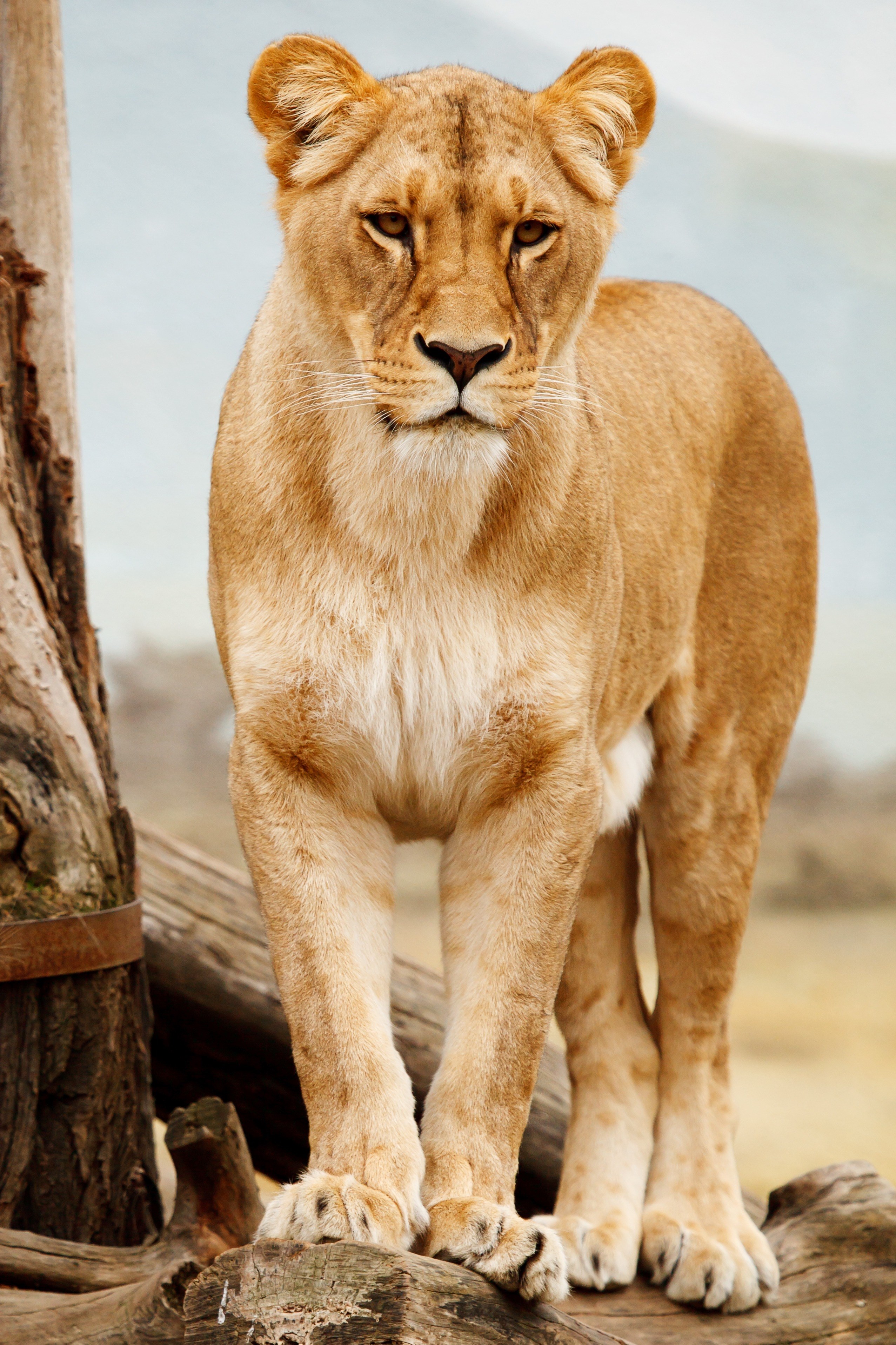 africa african animal big carnivore cat feline 4k, Phone HD Wallpaper