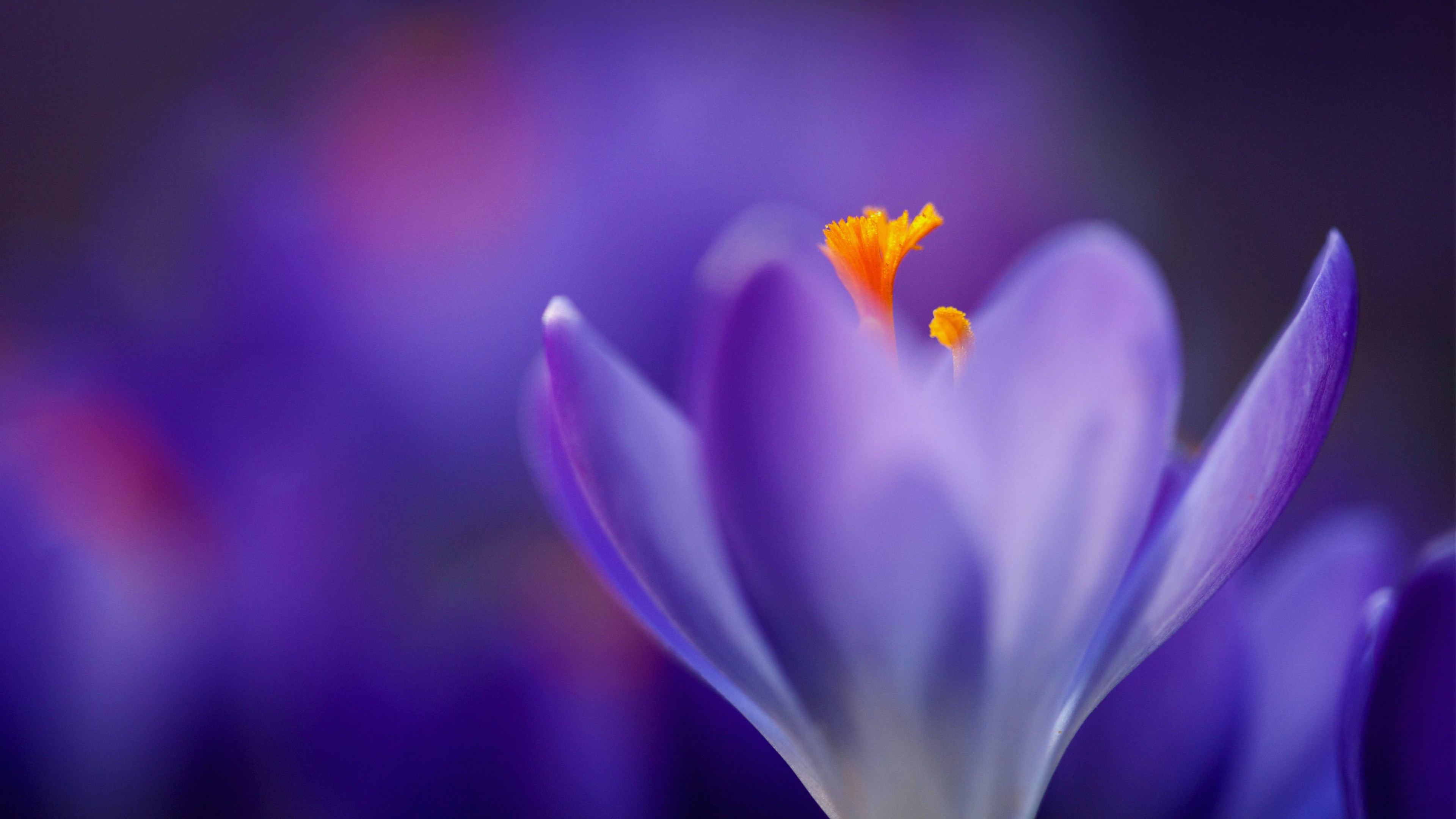 macro, flower, 4k, HD Wallpaper