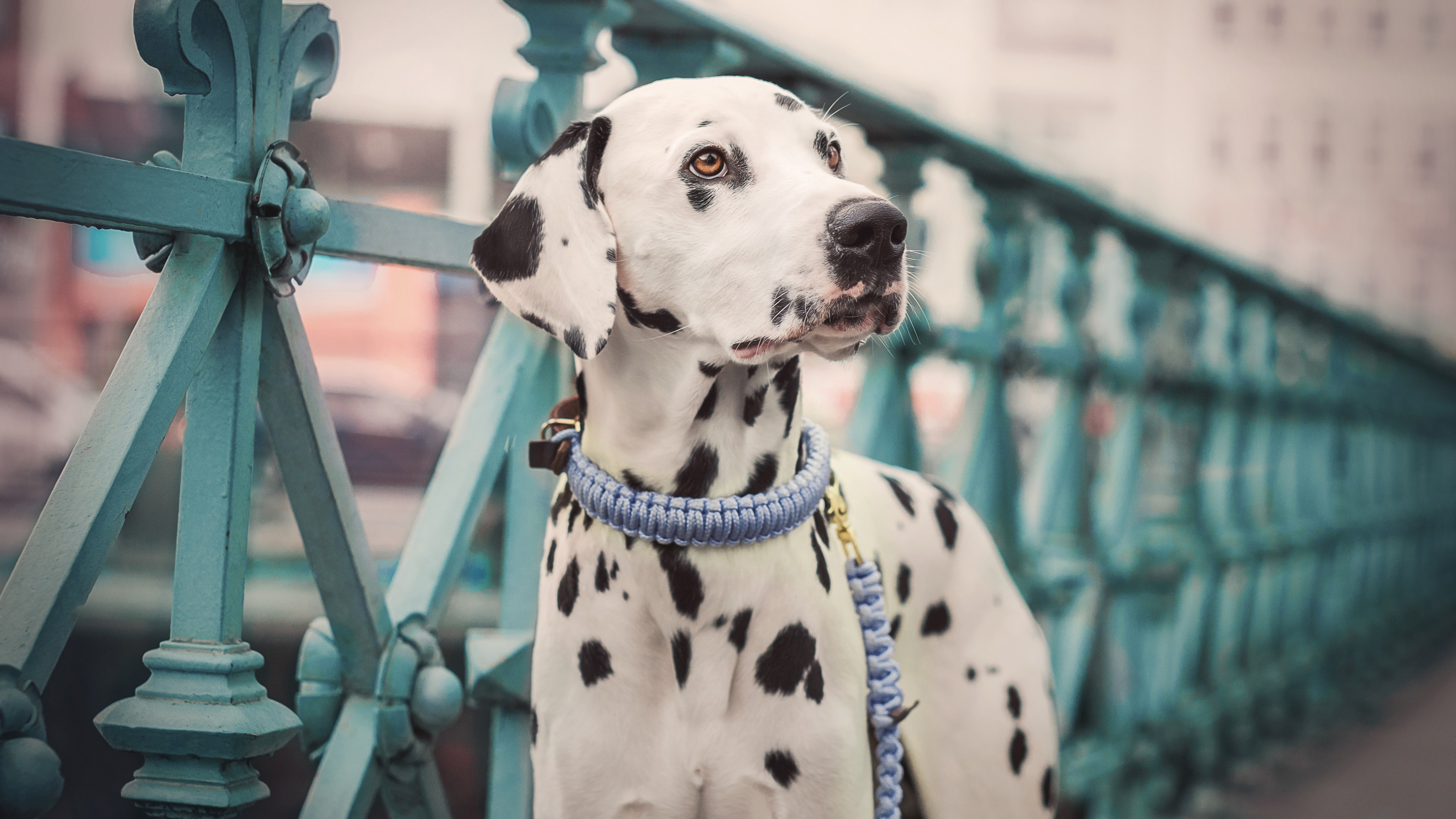 Dalmatian, dog, cute animals, 4K, HD Wallpaper