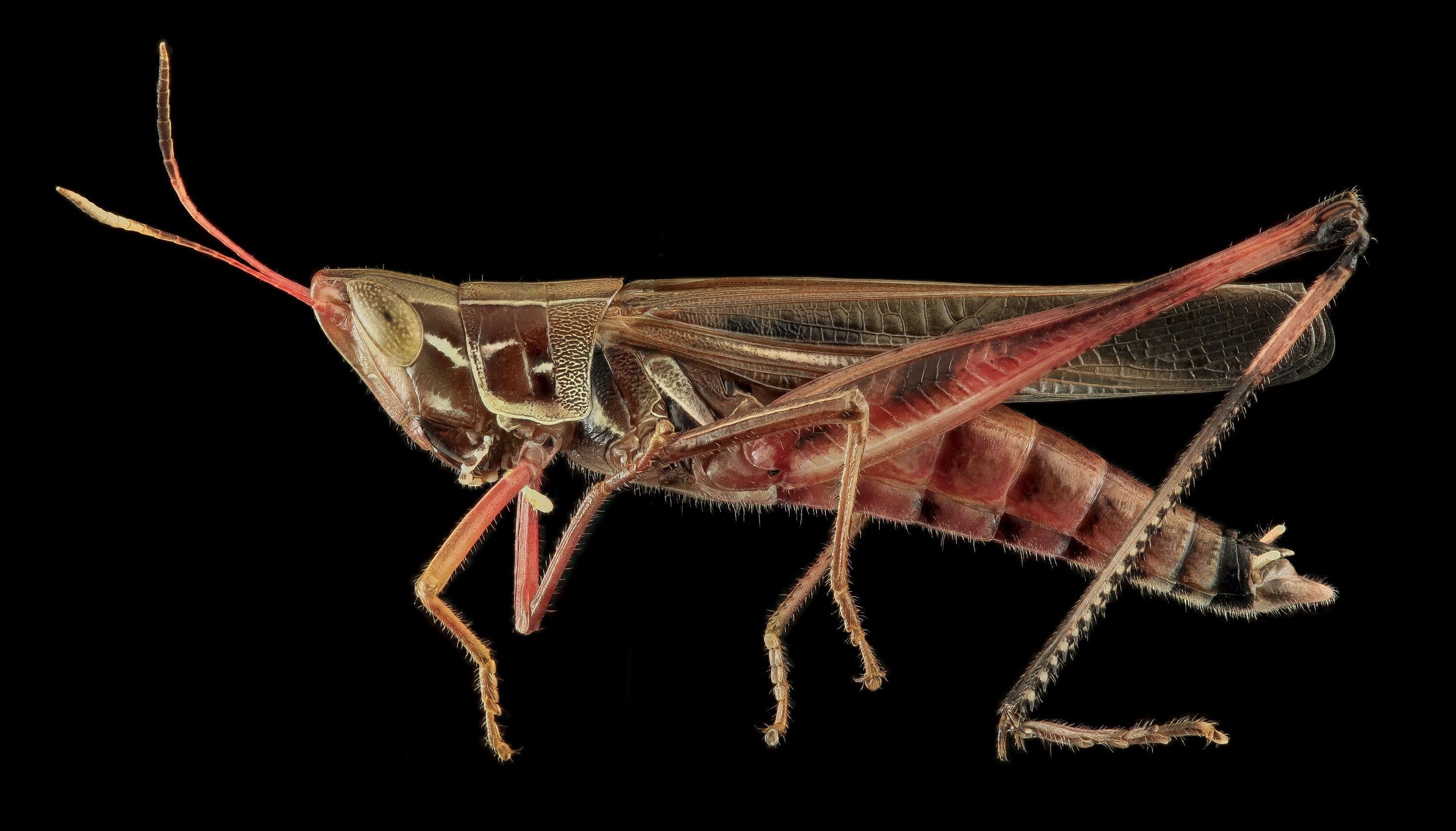 admirable grasshopper wildlife nature insect bug 4k, HD Wallpaper