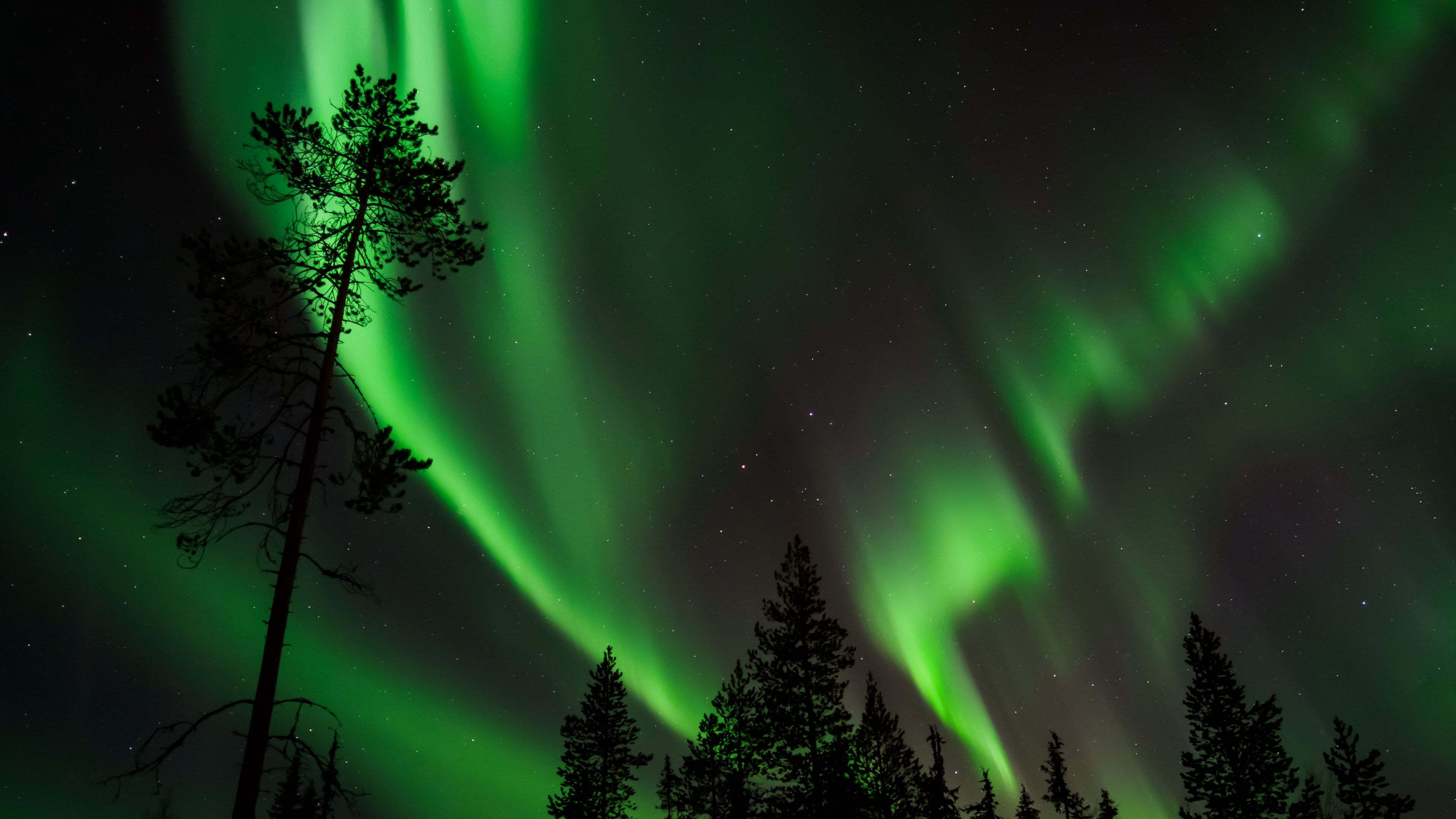 pine, northern lights, starry sky, 4k, HD Wallpaper