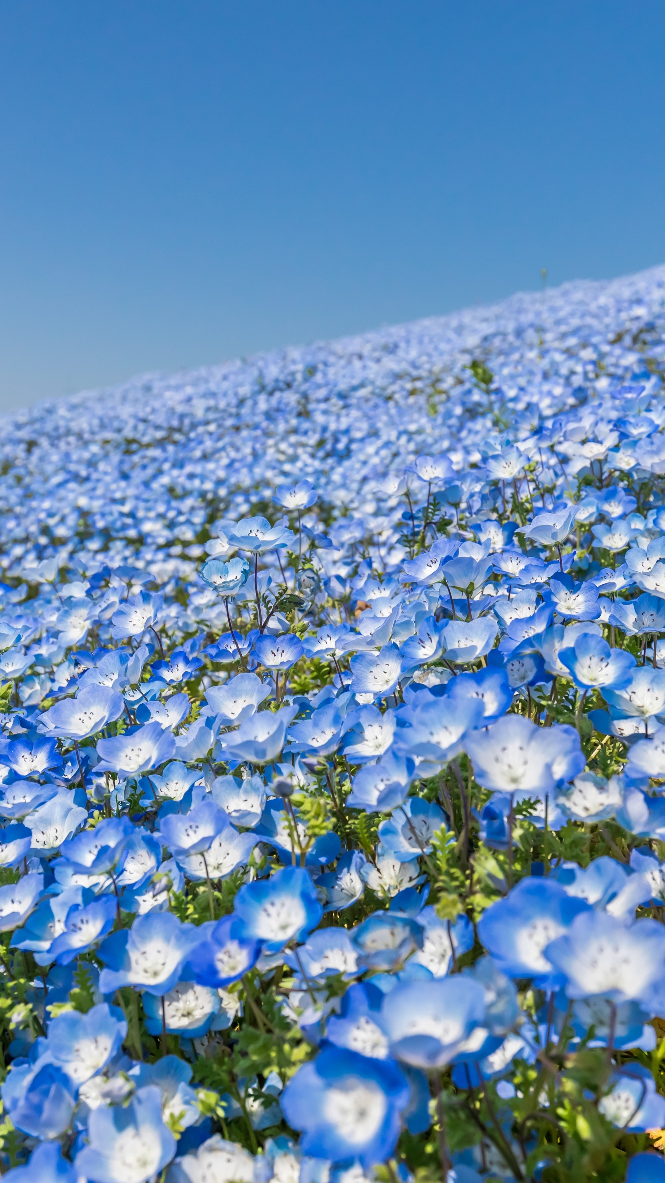 Earth Flower, Blue Flower, 2160x3840, Phone HD Wallpaper