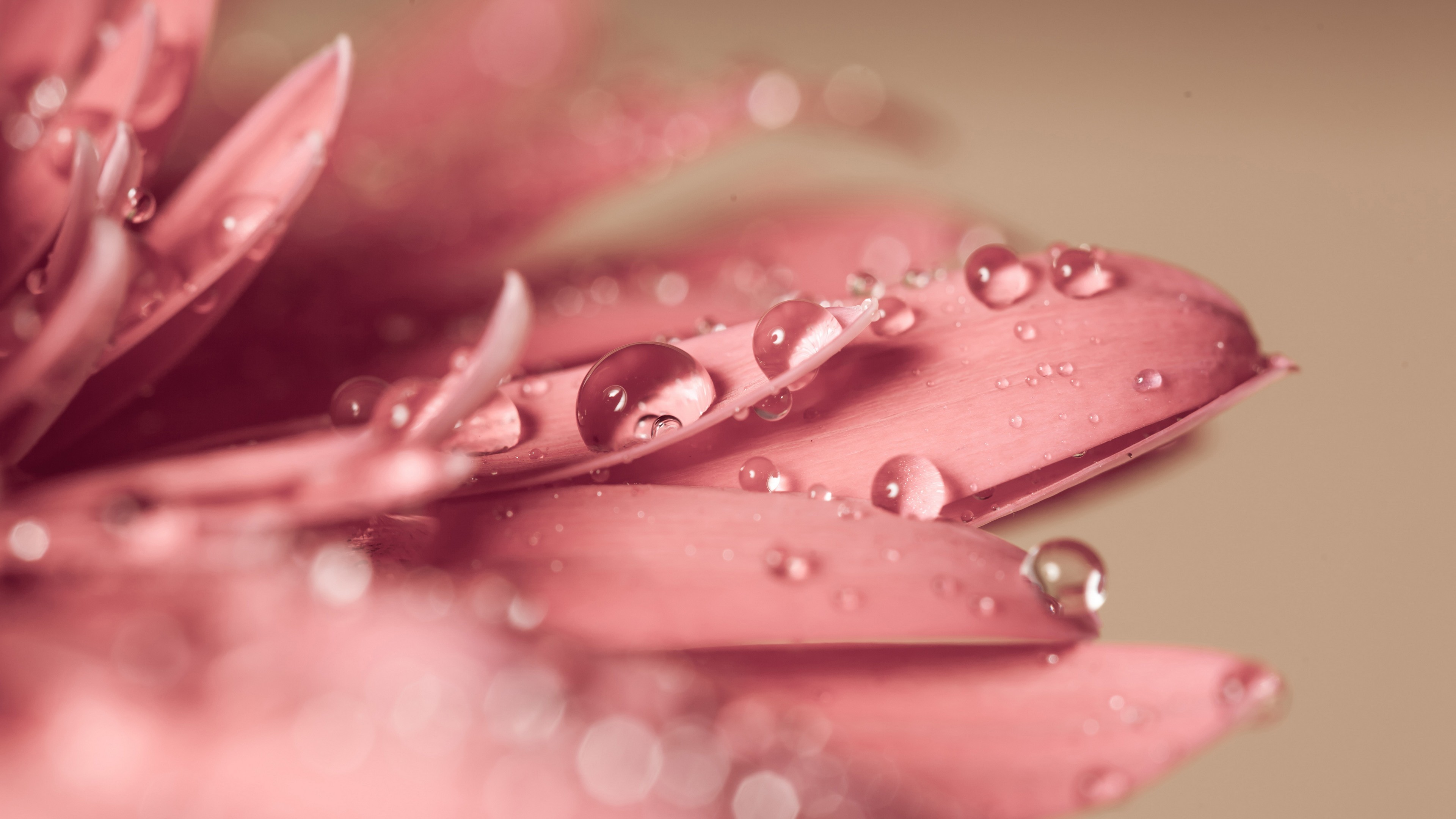flower, drop, 4k, HD Wallpaper