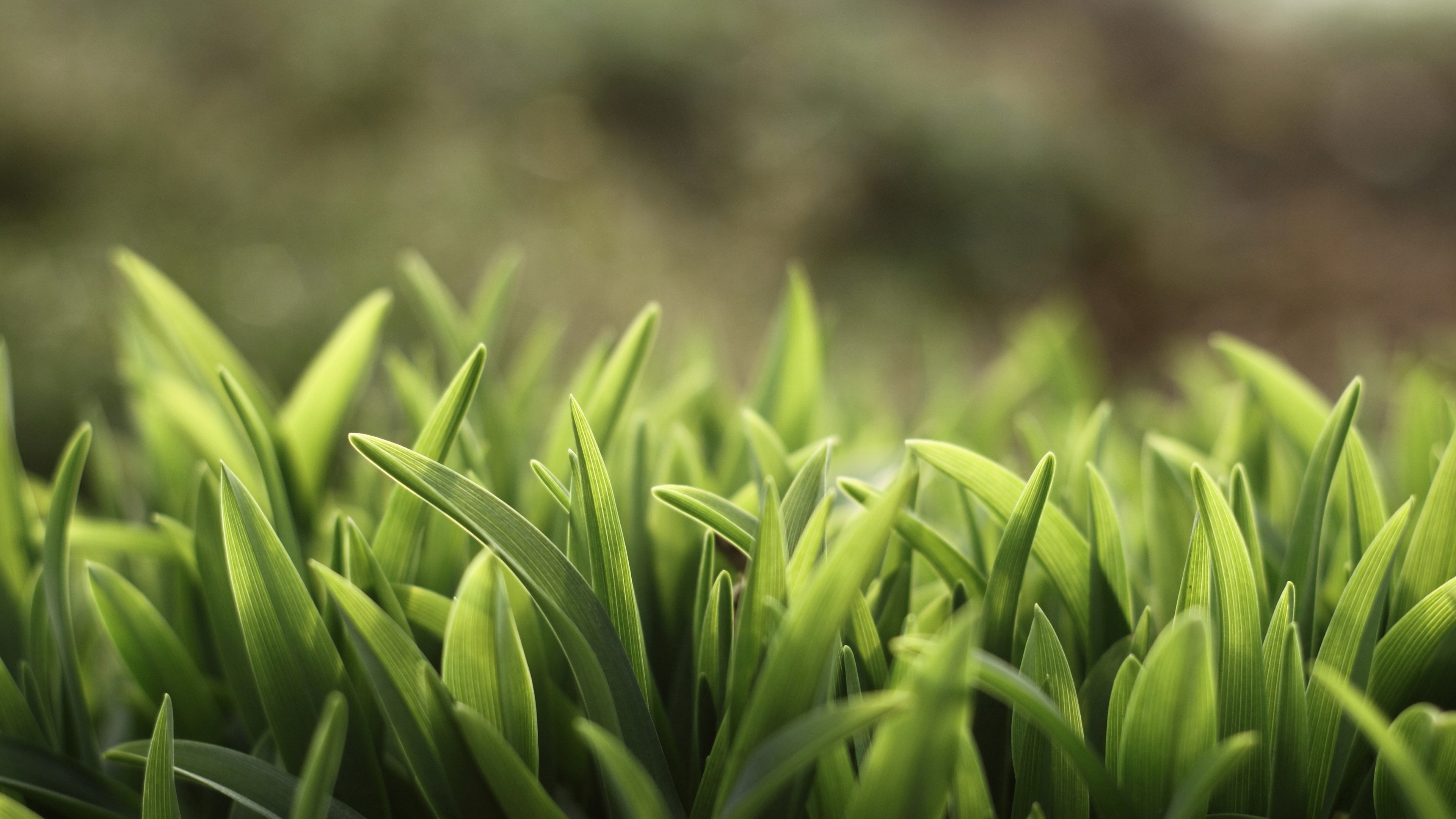 grass, green, 4K, HD Wallpaper