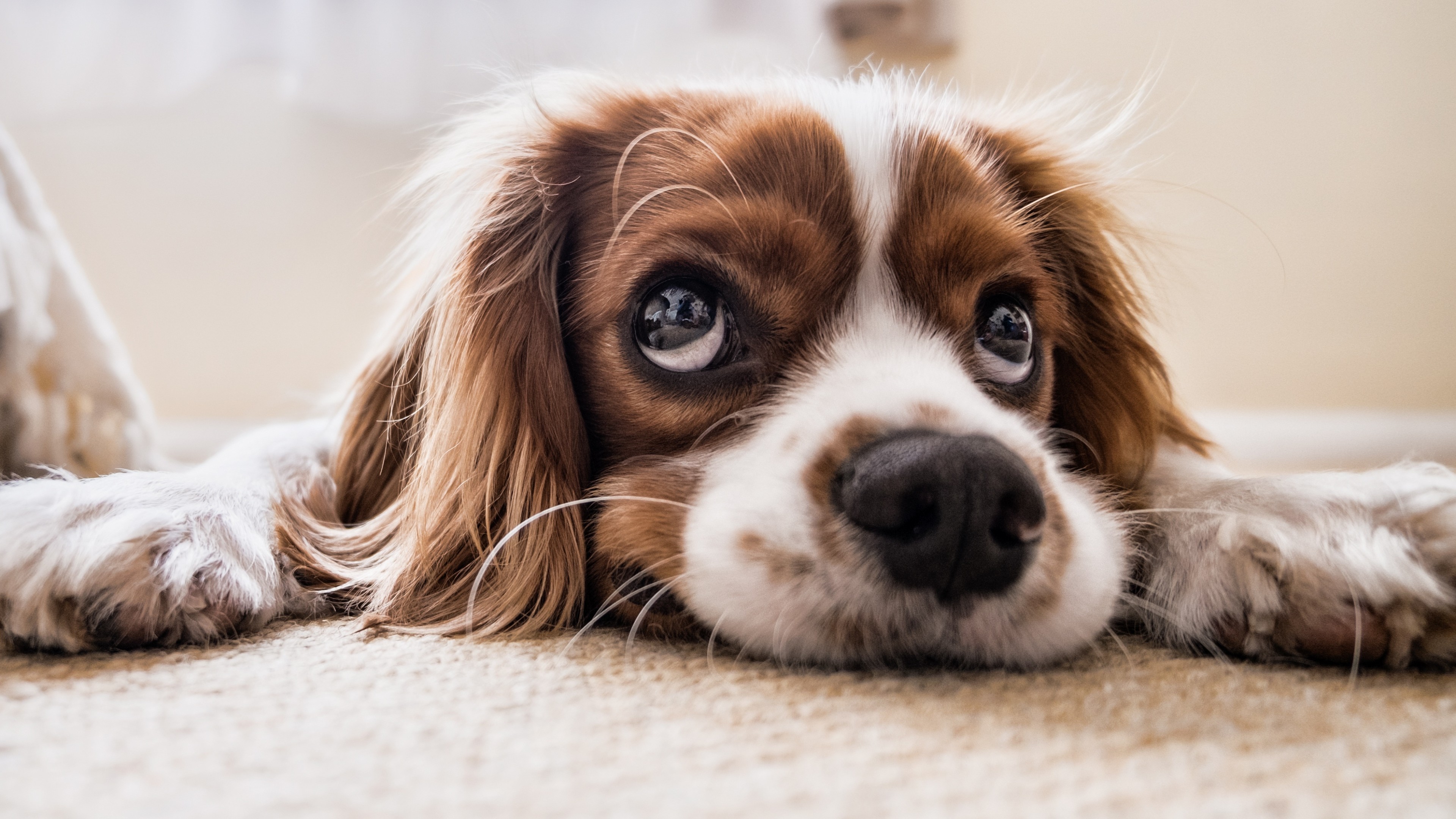 Puppy, funny animals, 4K, HD Wallpaper