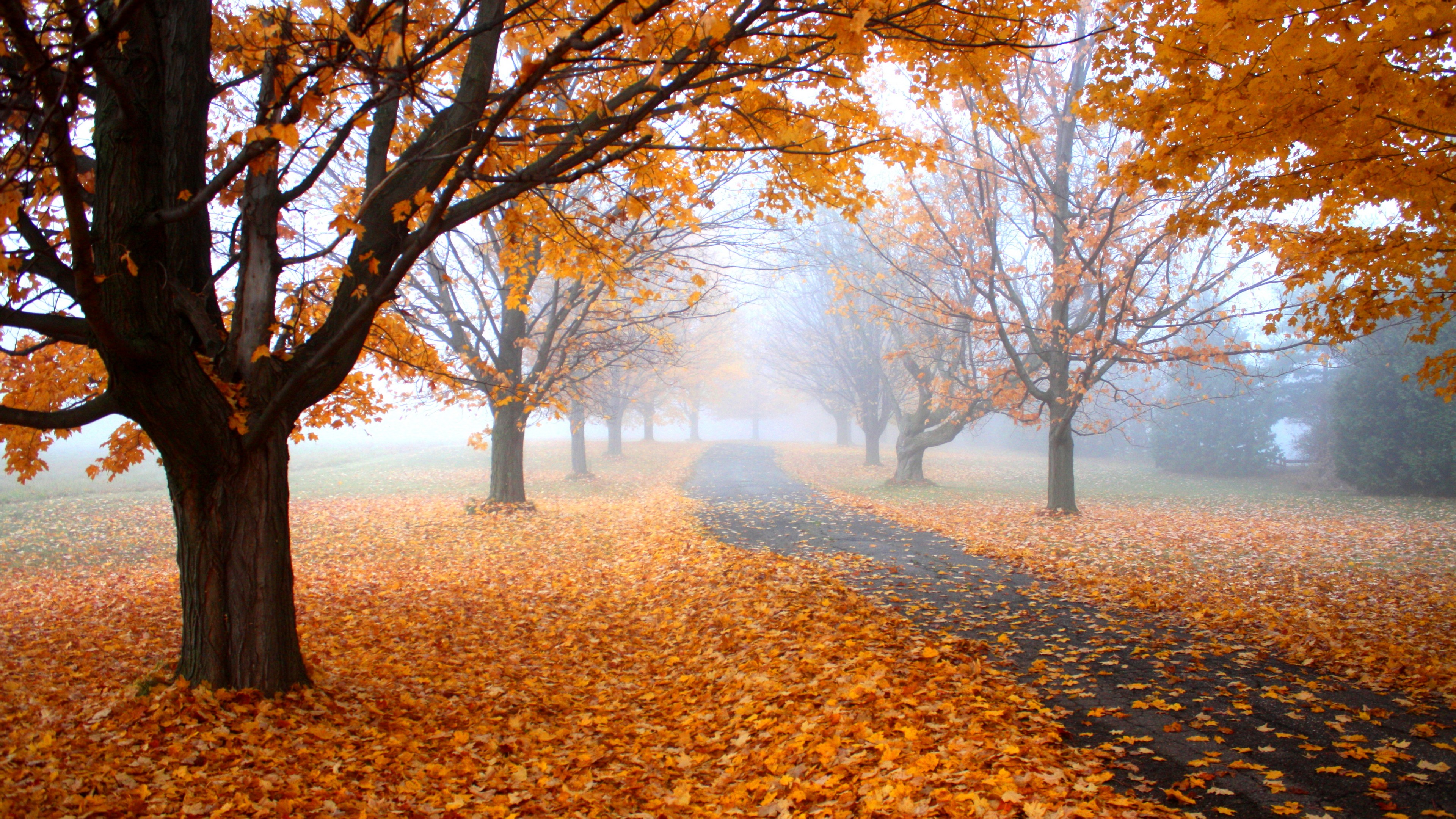 Autumn, leaves, tree, yellow, 4K, HD Wallpaper