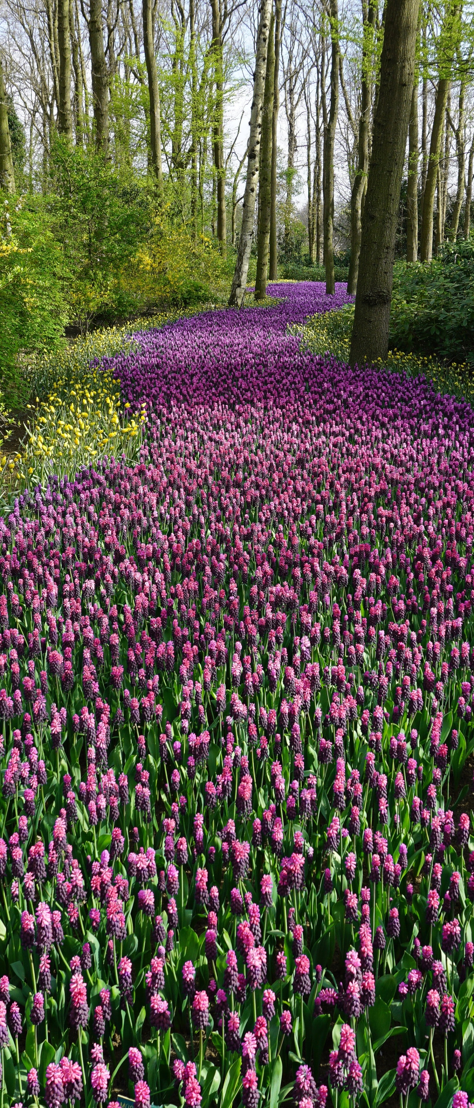 Earth Flower, Purple Flower, Nature, 1644x3840, Phone HD Wallpaper