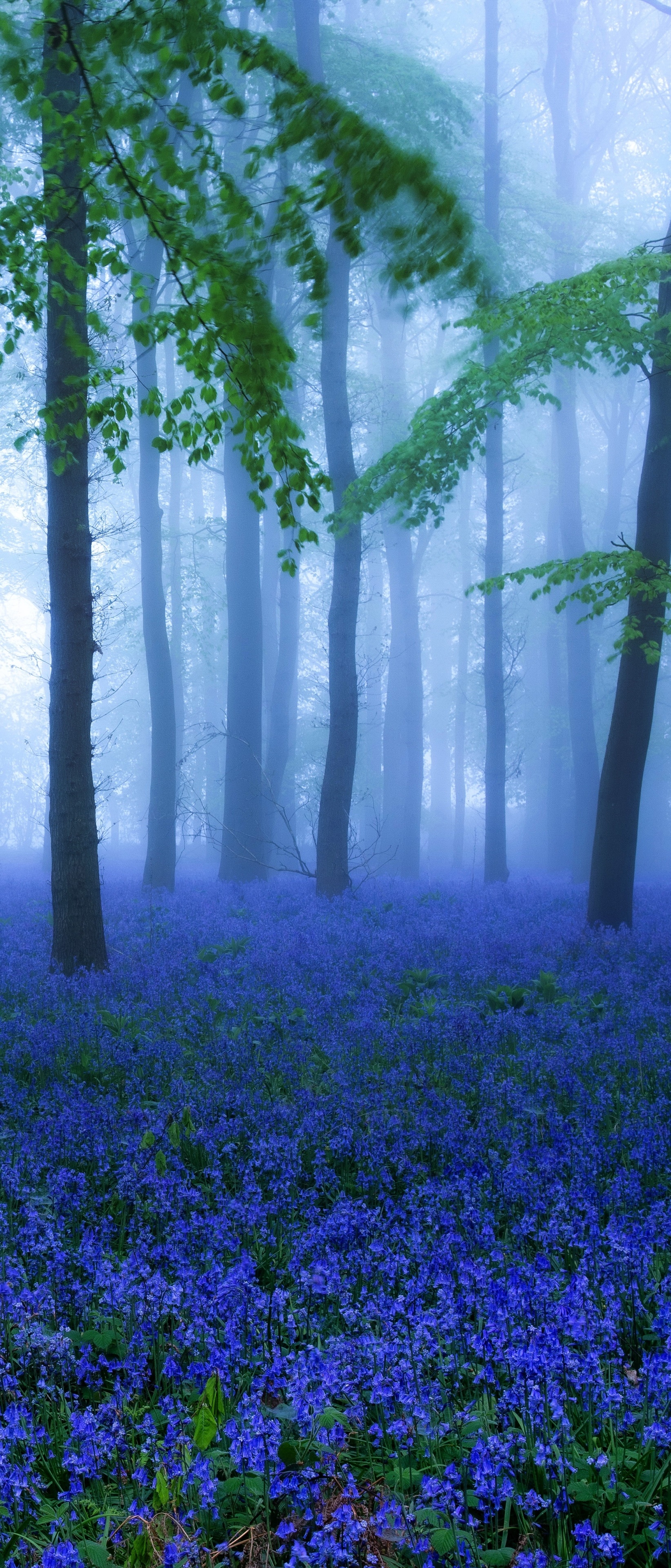 Earth Flower, Bluebell, Nature, Blue Flower, 1644x3840, Phone HD Wallpaper