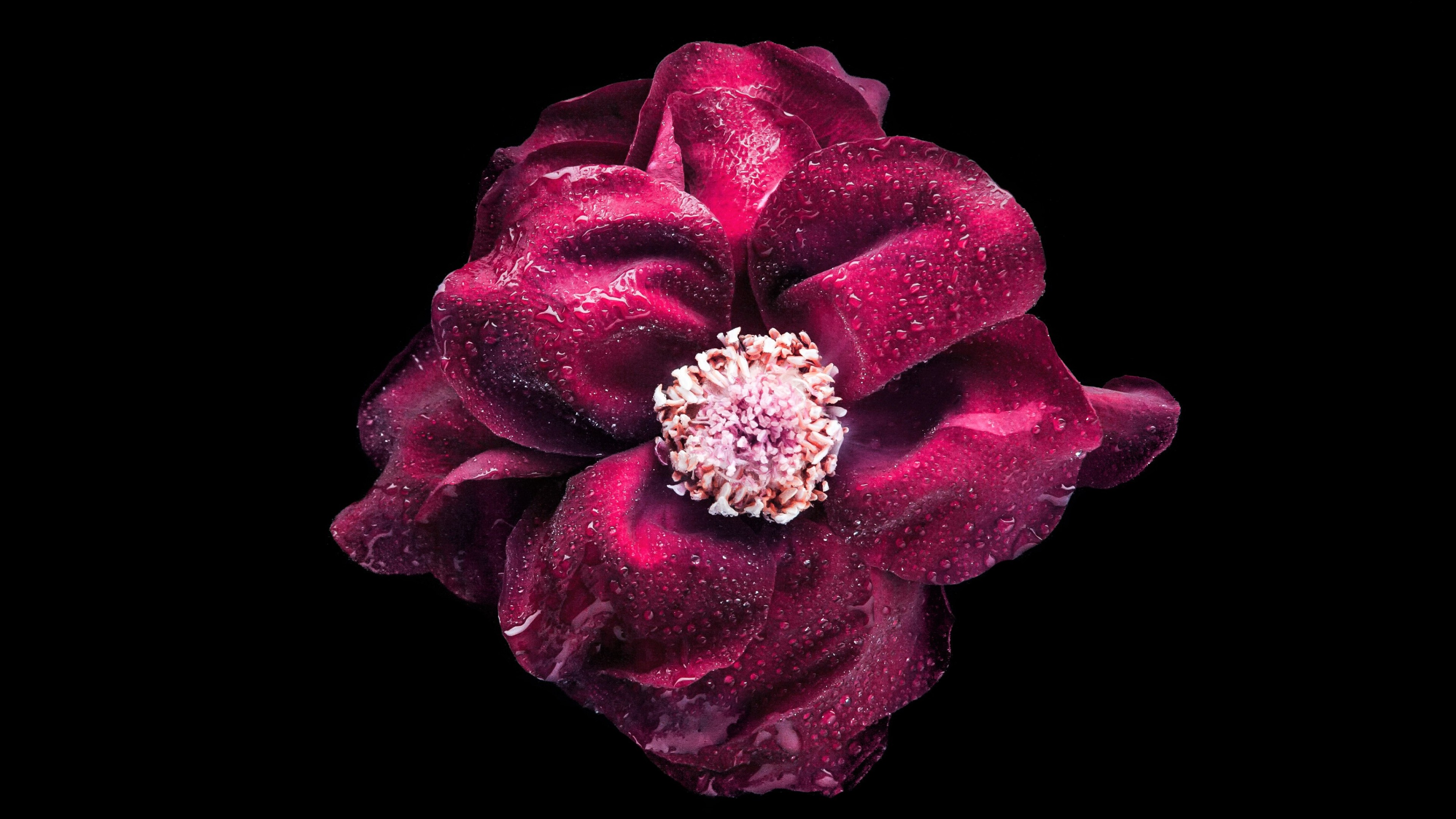 flower, purple, 4K, HD Wallpaper