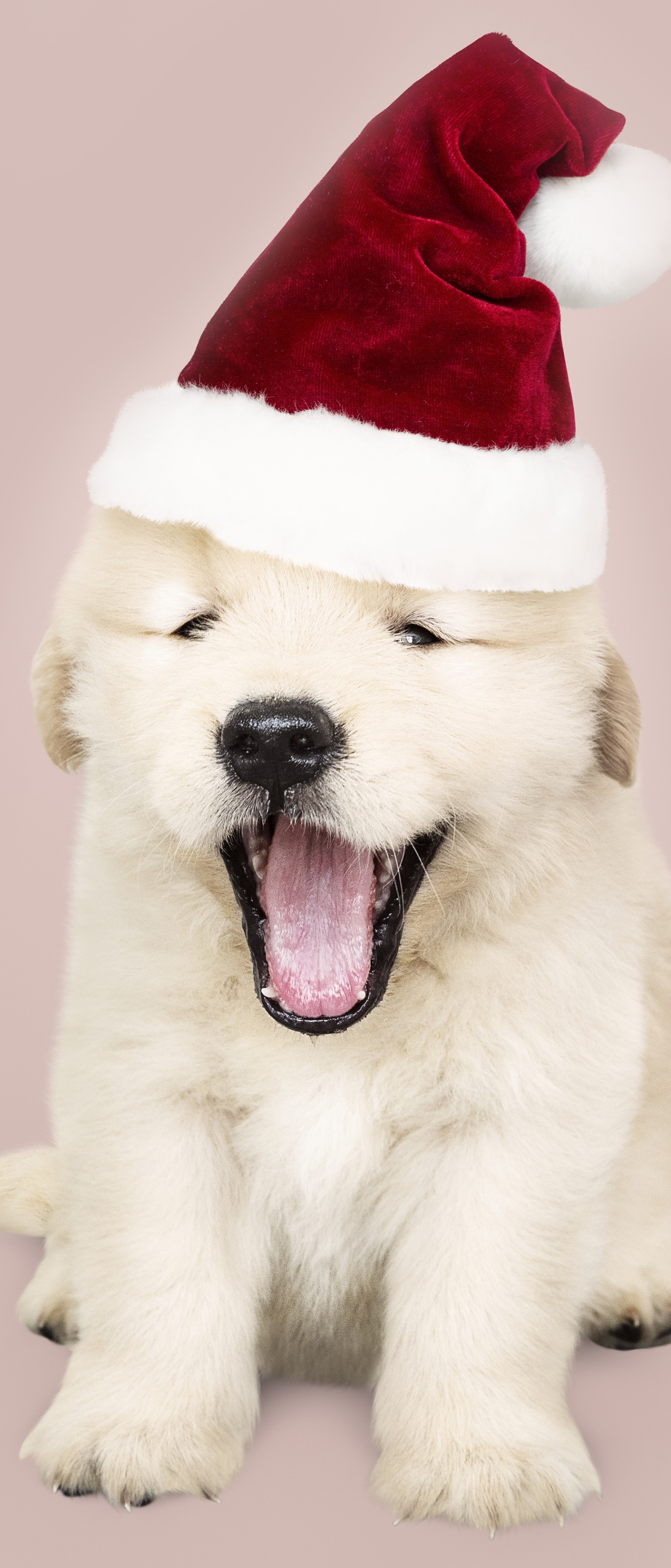 Animal Labrador Retriever, Puppy, Baby Animal, Dog, Santa Hat, 1644x3840, Phone HD Wallpaper
