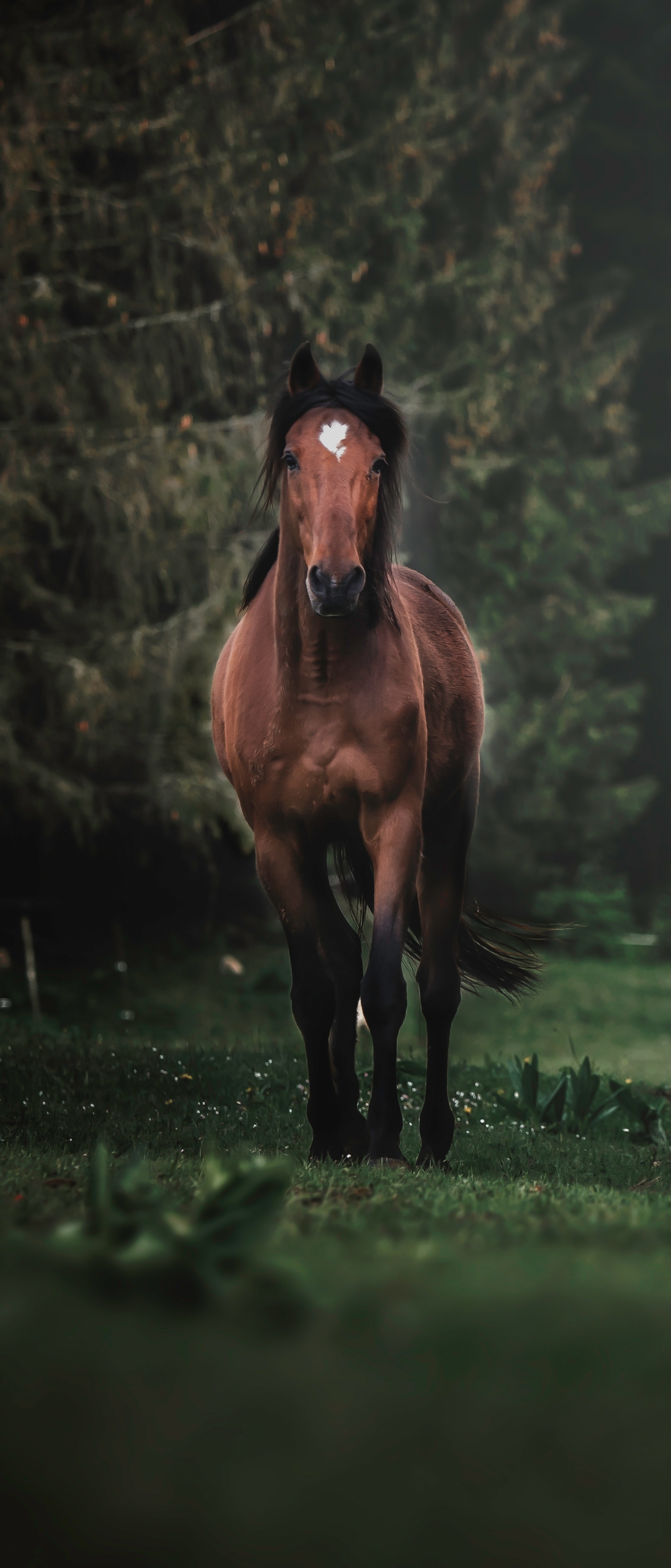 Animal Horse, 1644x3840, Phone HD Wallpaper