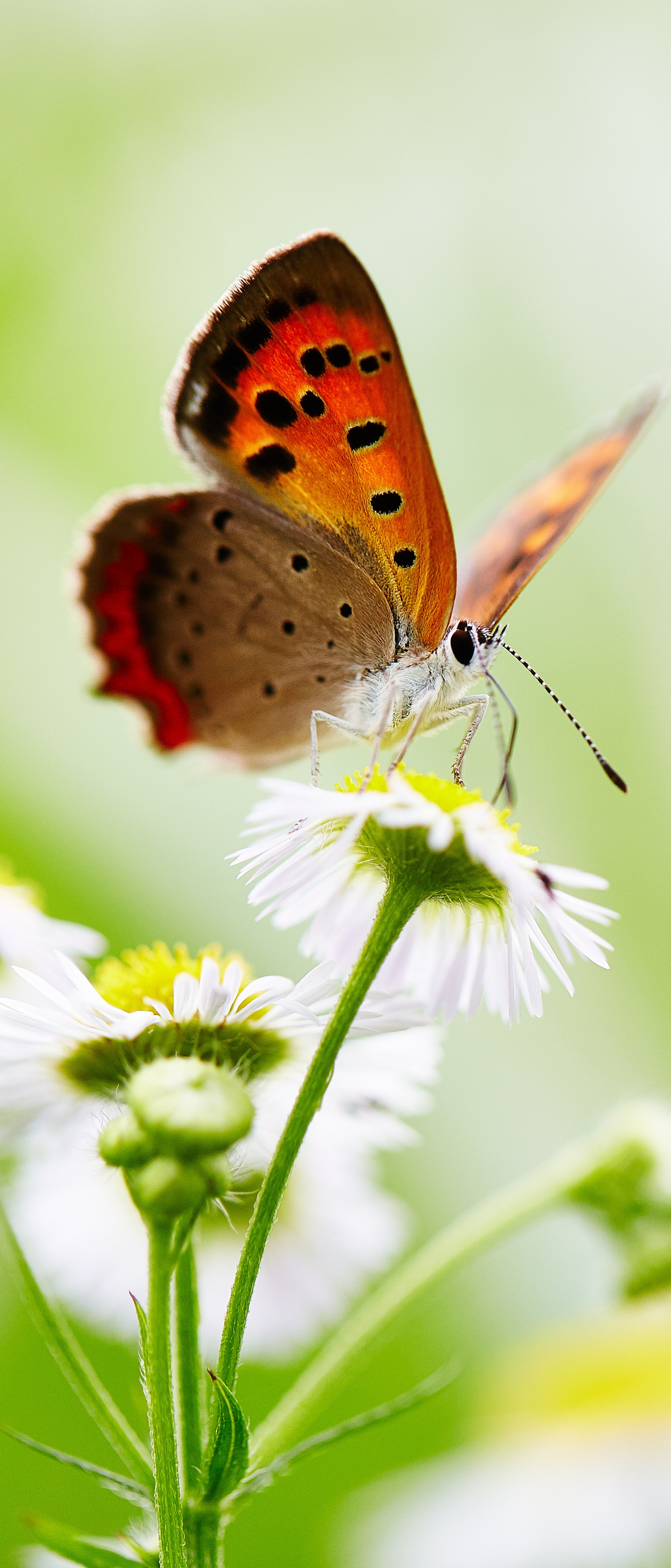 Animal Butterfly, Macro, Flower, Insect, White Flower, 1644x3840, Phone HD Wallpaper