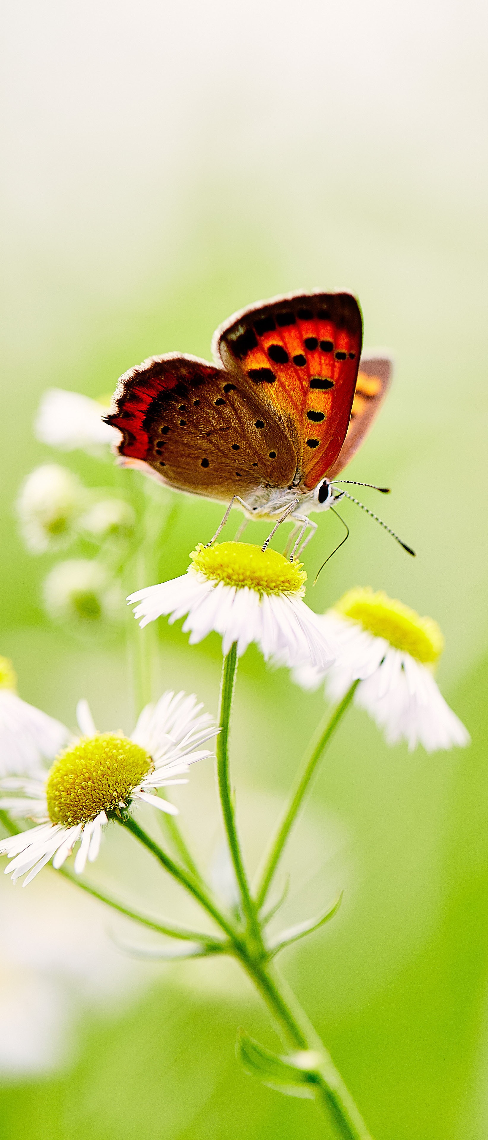 Animal Butterfly, Insect, Flower, Macro, White Flower, 1644x3840, Phone HD Wallpaper