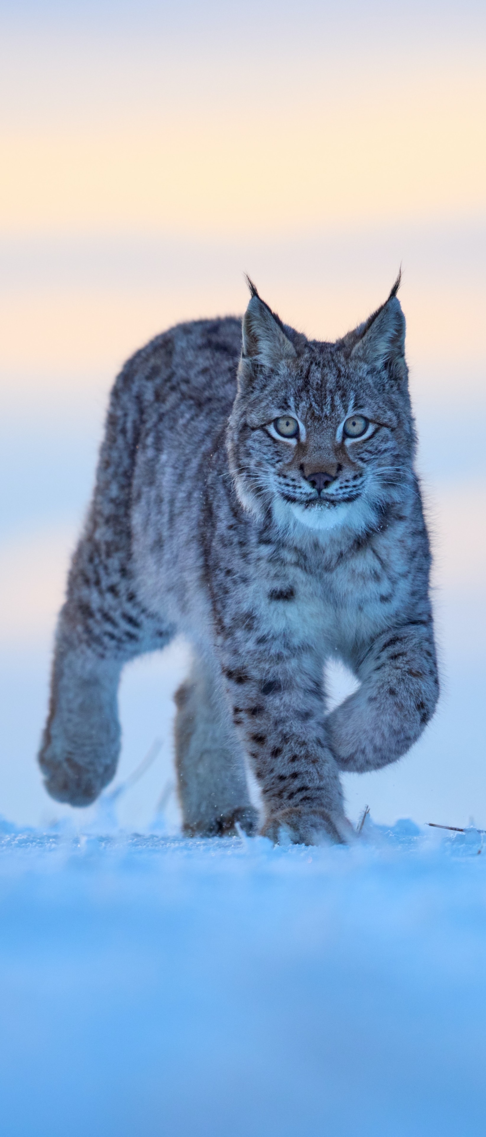 Animal Lynx, 1644X3840 Phone Hd Wallpaper
