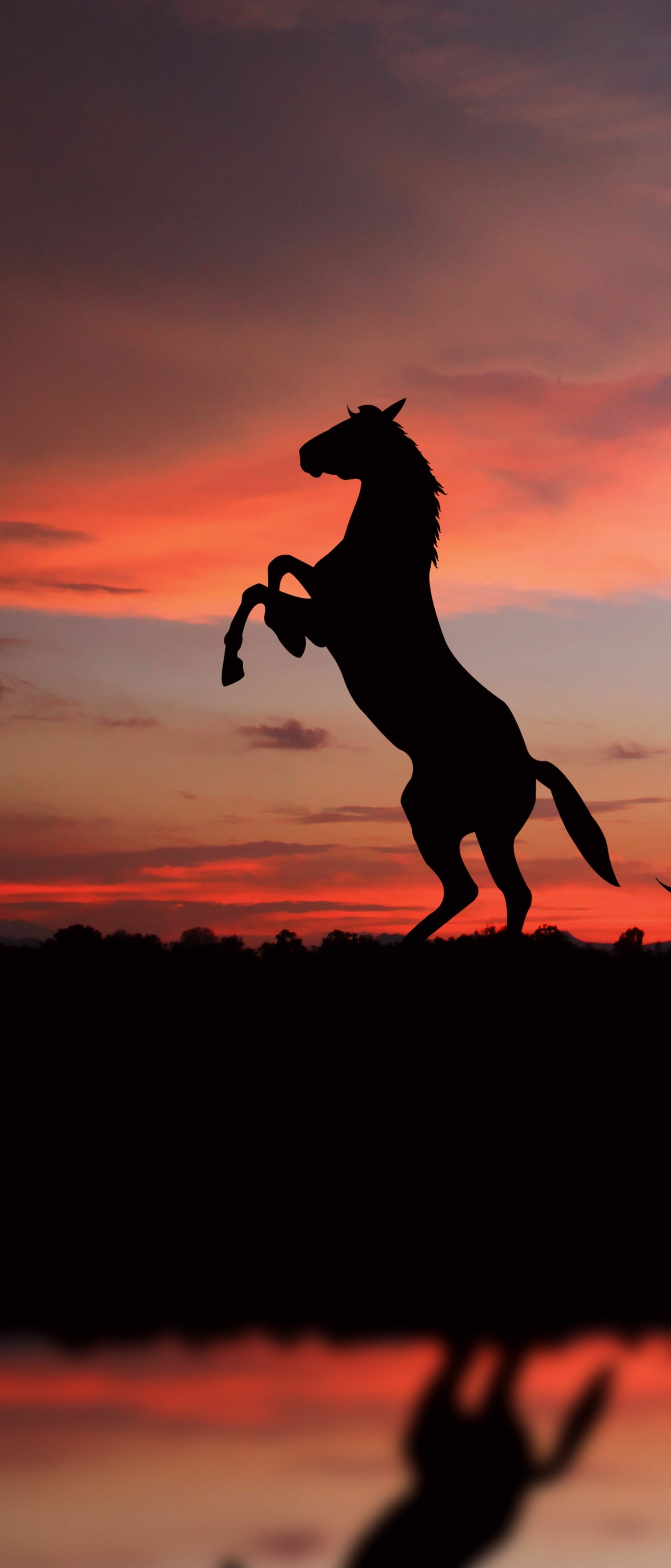 Animal Horse, Reflection, Silhouette, Sunset, 1644x3840, Phone HD Wallpaper
