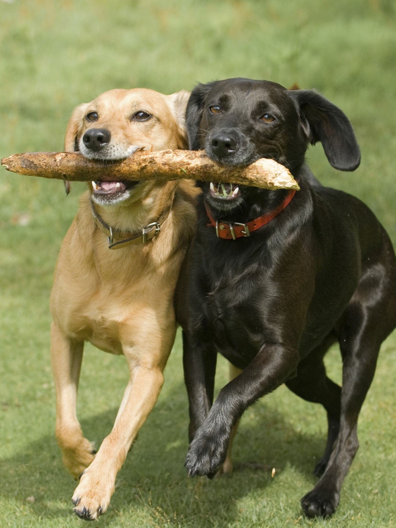 Animal Labrador Retriever, Dog, 1620x2160, Phone HD Wallpaper