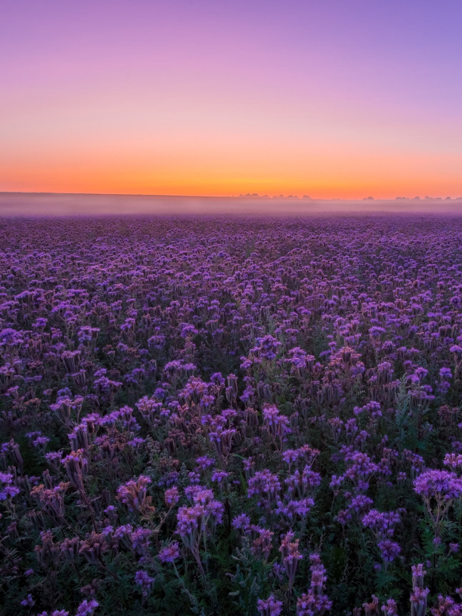 Earth Flower, Sky, Field, Purple Flower, Landscape, Summer, 1536x2048, Phone HD Wallpaper
