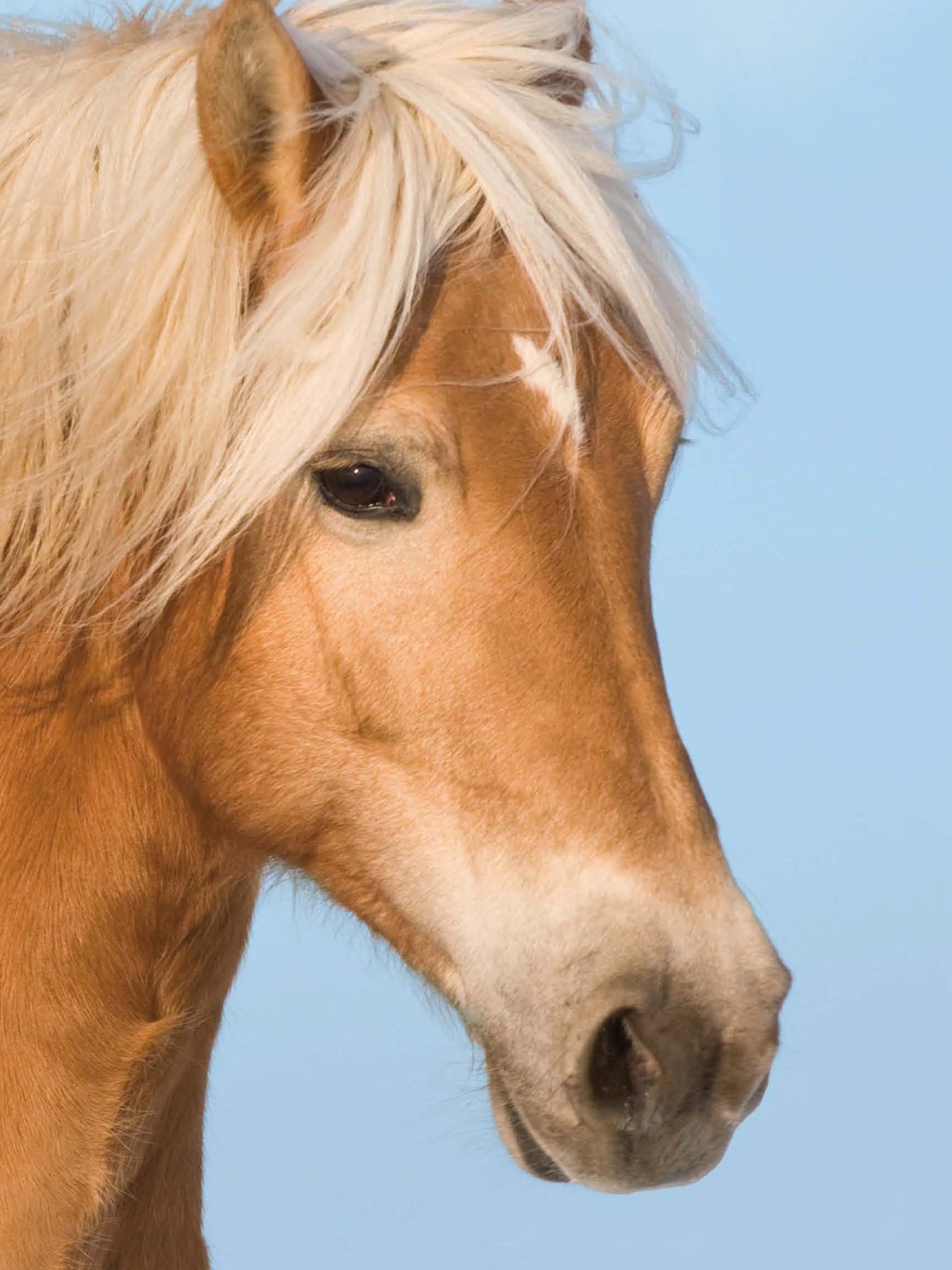 Animal Horse, 1536x2048, Phone HD Wallpaper
