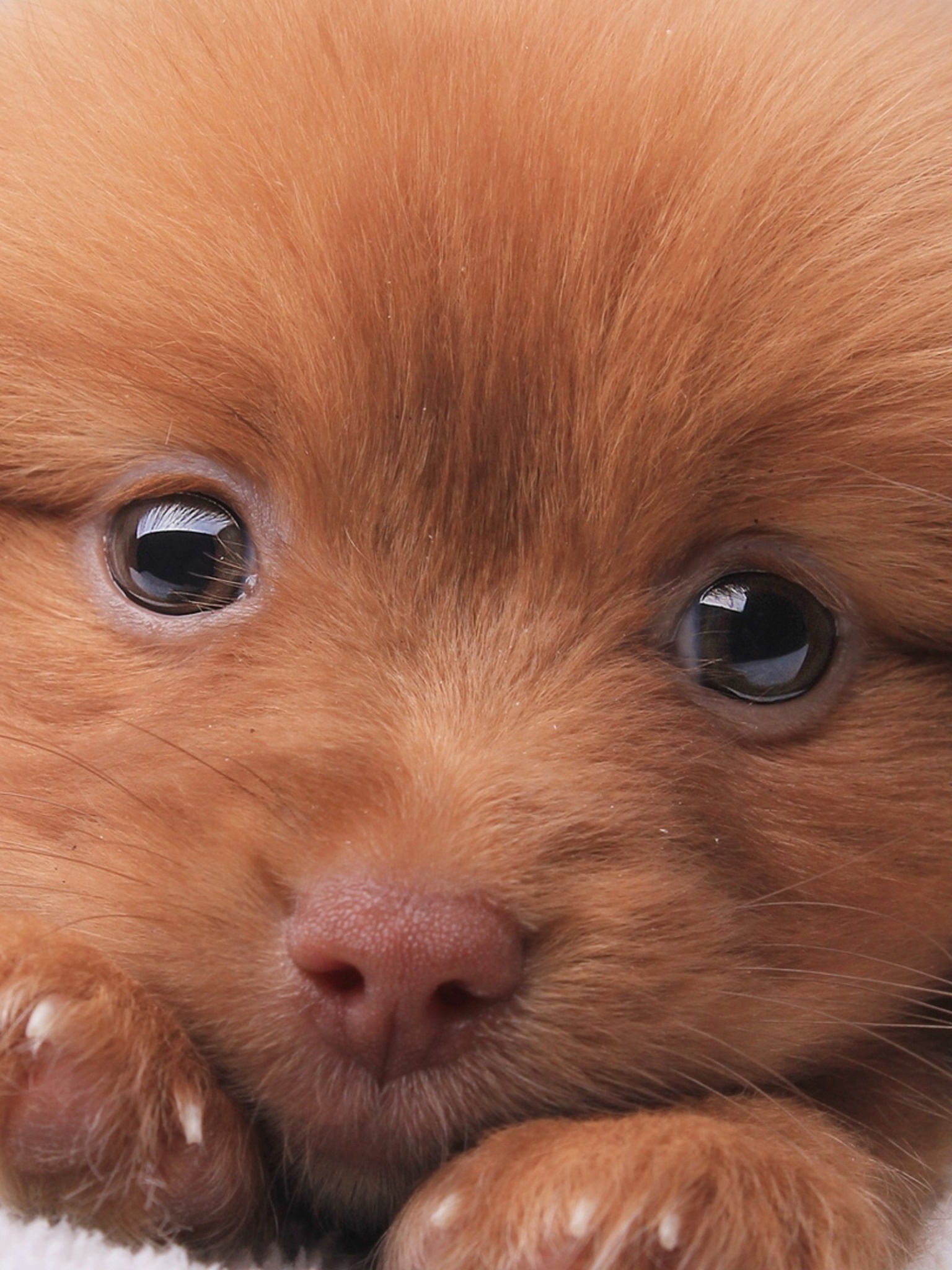 Animal Nova Scotia Duck Tolling Retriever, Puppy, Dog, Cute, 1536x2048, Phone HD Wallpaper