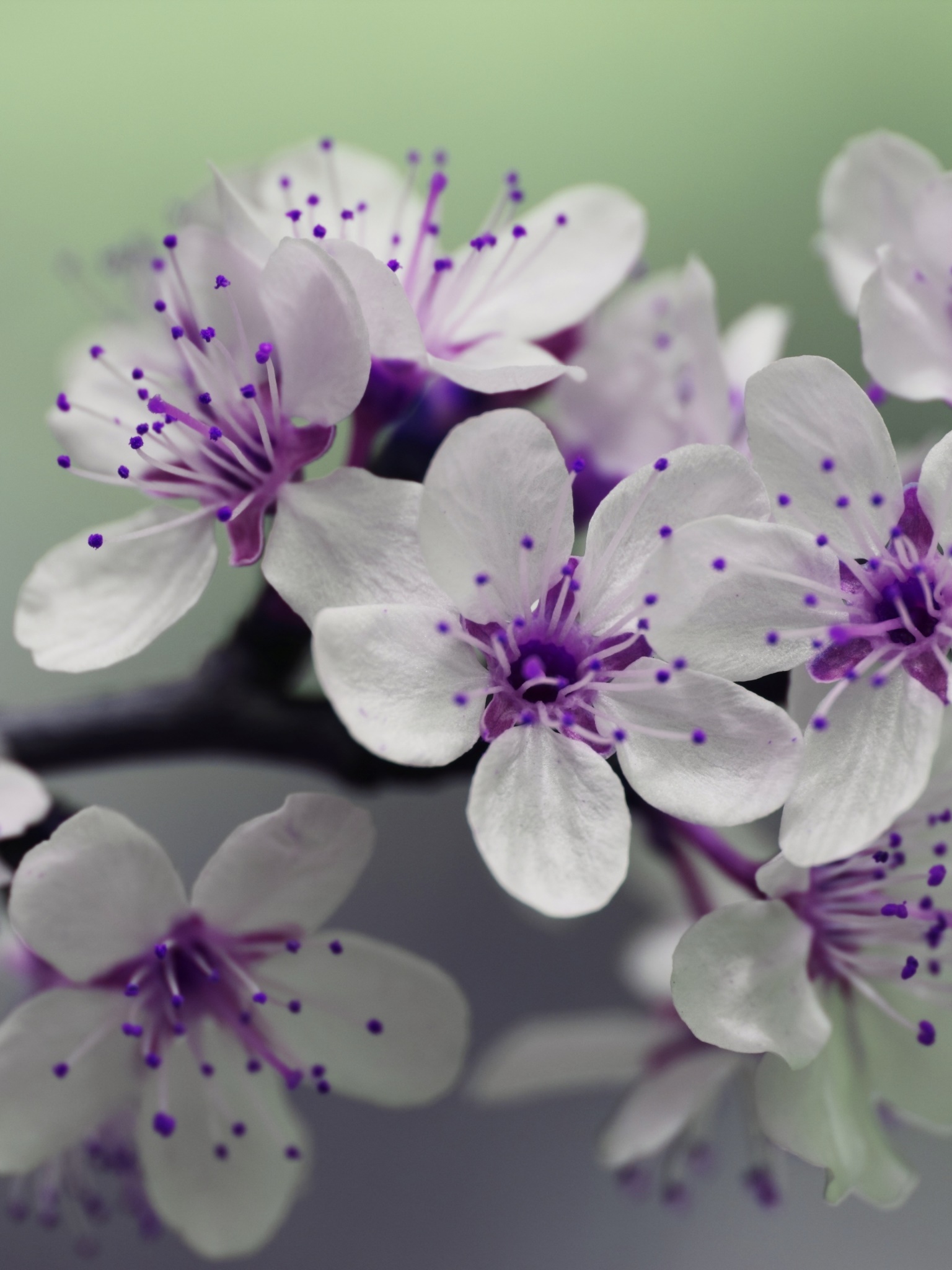 Earth Flower, White Flower, Spring, Nature, Macro, Blossom, 1536x2048, Phone HD Wallpaper