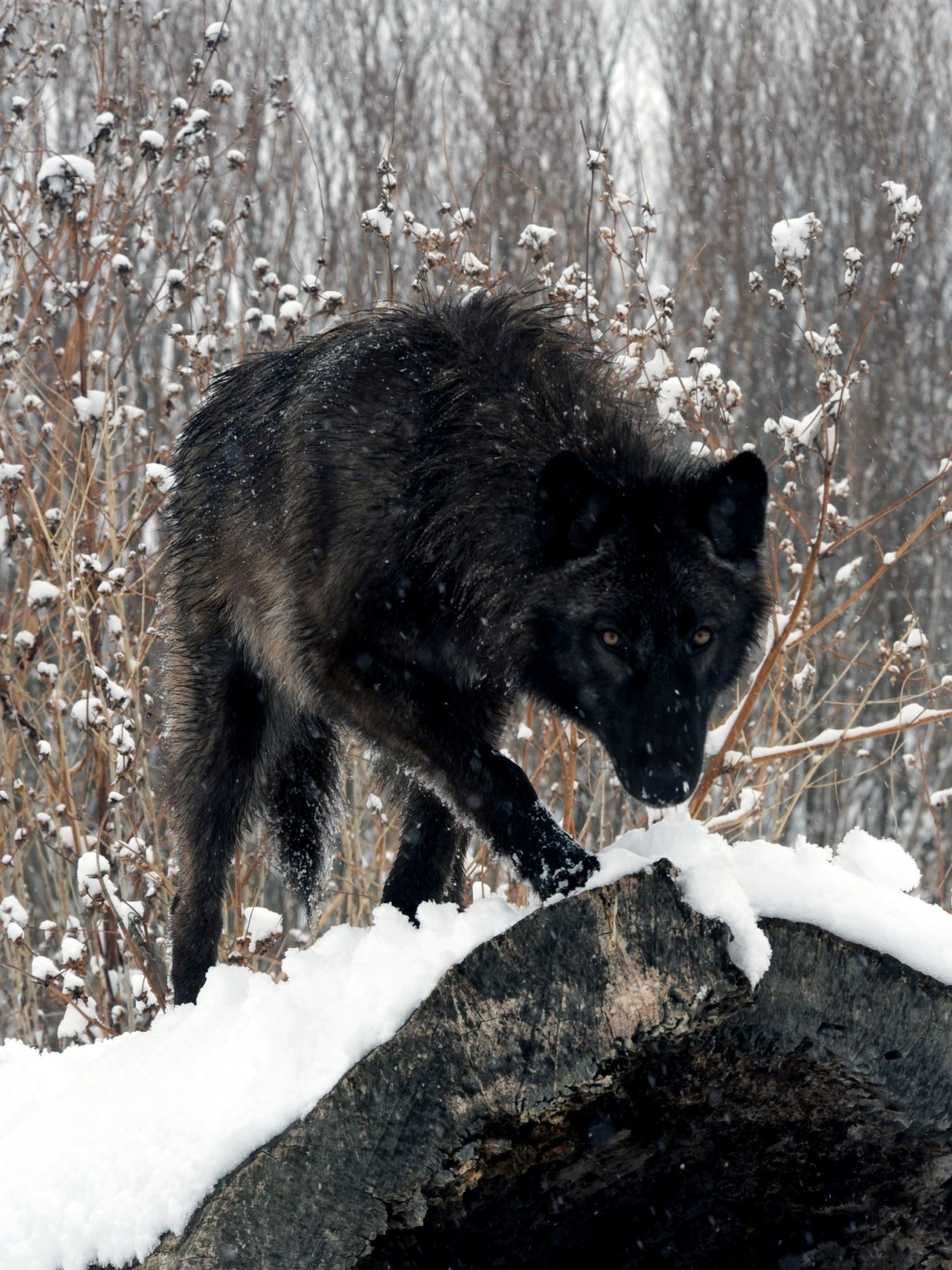 Animal Wolf, Snow, 1536x2048, Phone HD Wallpaper